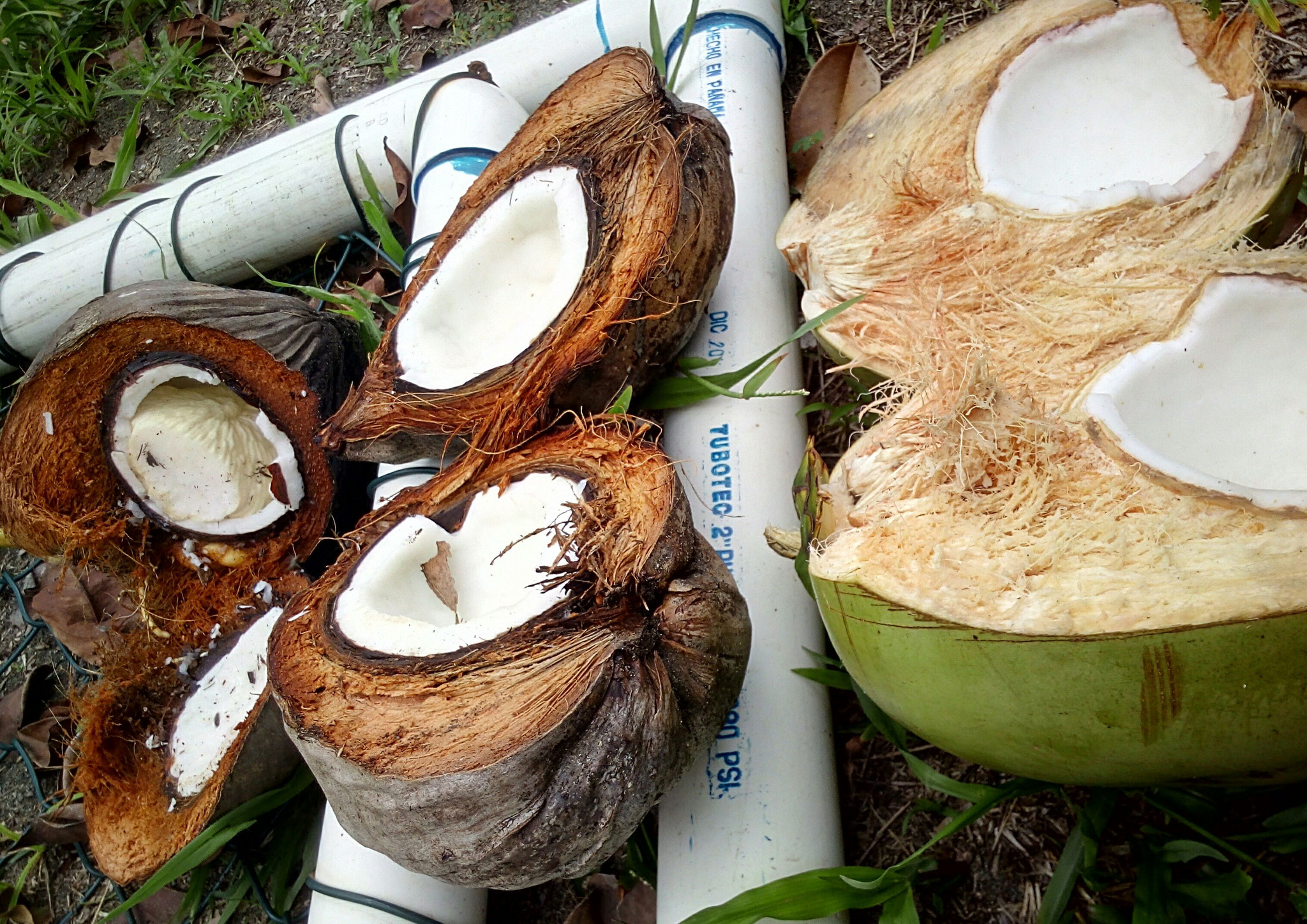 Prozess der Kokosnuss: 1. re: Pipa mit Kokoswasser und zartem Fruchtfleisch 2. mitte: Kokosnuss 3. li: einige Monate später hat sich in der Kokosnuss ein Art "Schwamm" gebildet, den man essen kann, das Kokosfleisch außenrum hat dann keinen Geschmack mehr 