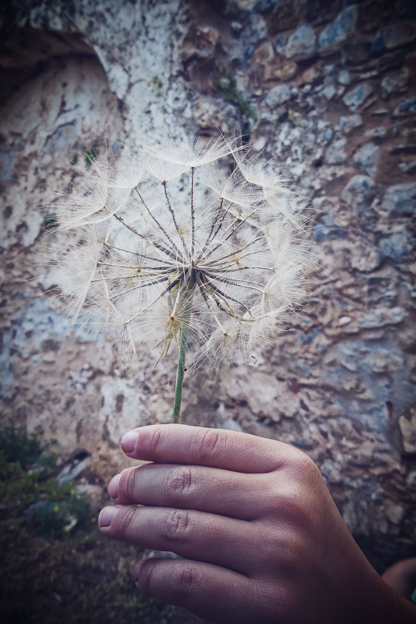 vous avez vu la taille des fleurs de pissenlit en Grèce??