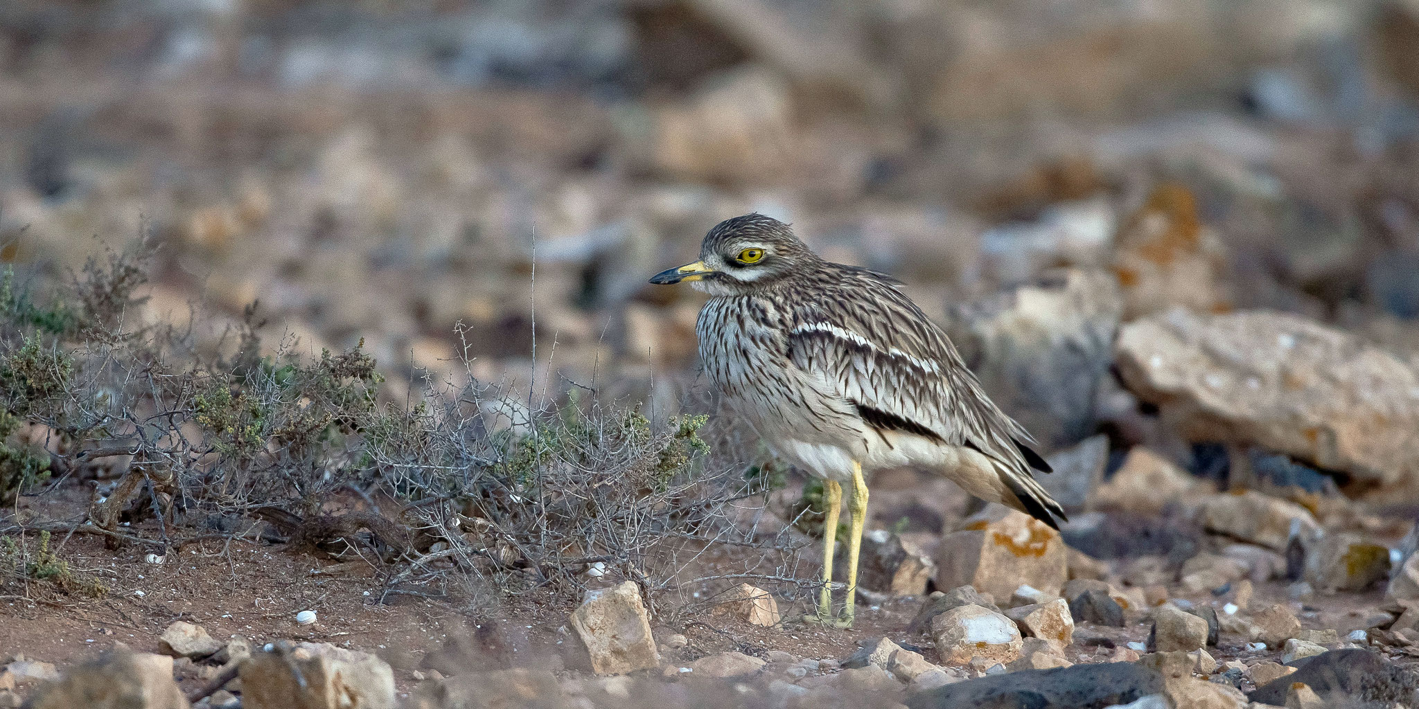 Triel, Fuerteventura, Spanien