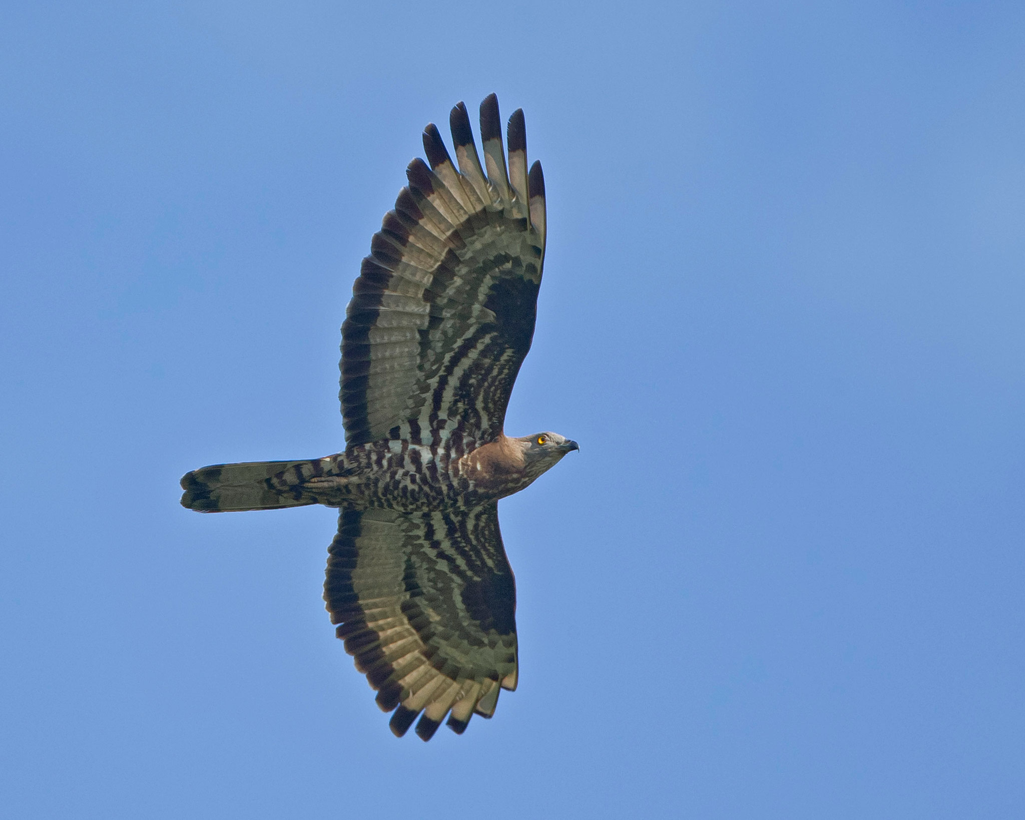 Wespenbussard, Schinznach, Schweiz