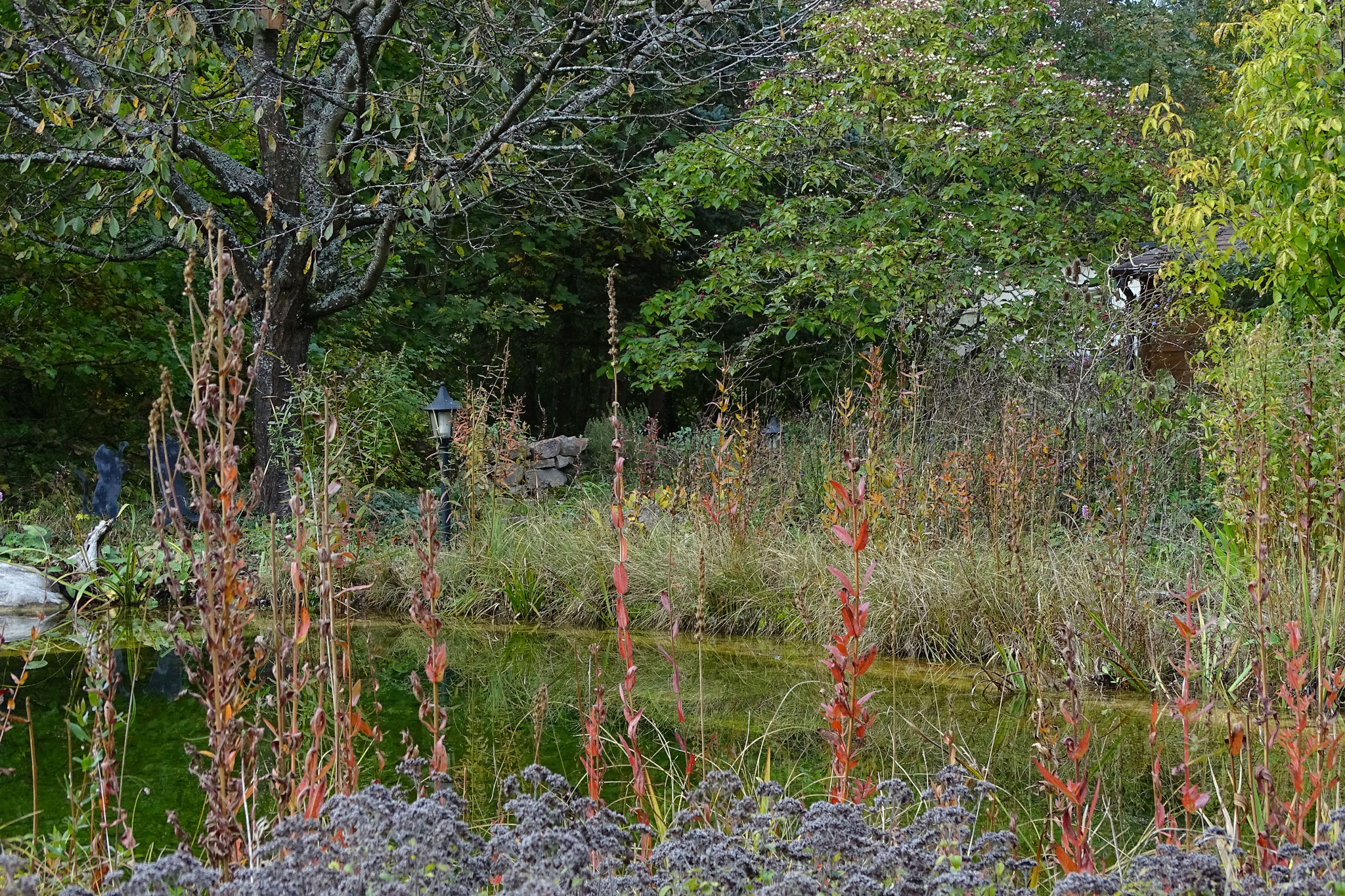 .. und die Staudenpflanzen am Garten-Schwimmteich verblüht sind, ...