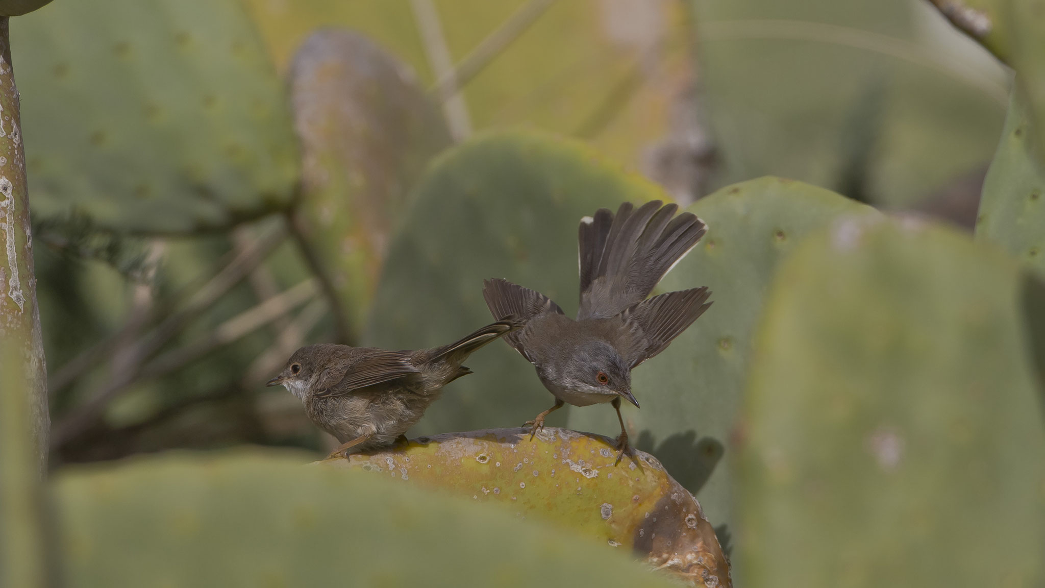 ... und füttert die bereits flüggen Jungvögel ...