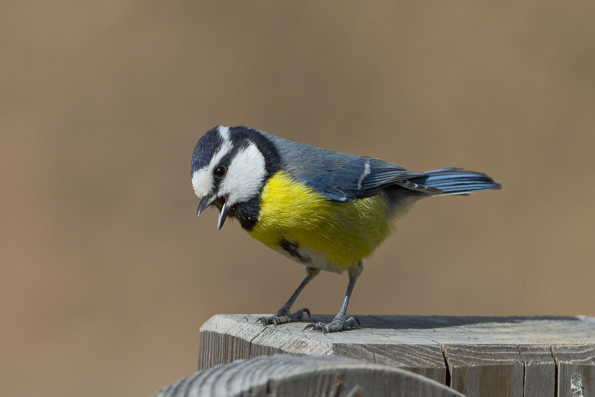 Ornitholoische Höhepunkte dort sind die Ultramarinmeisen, ...