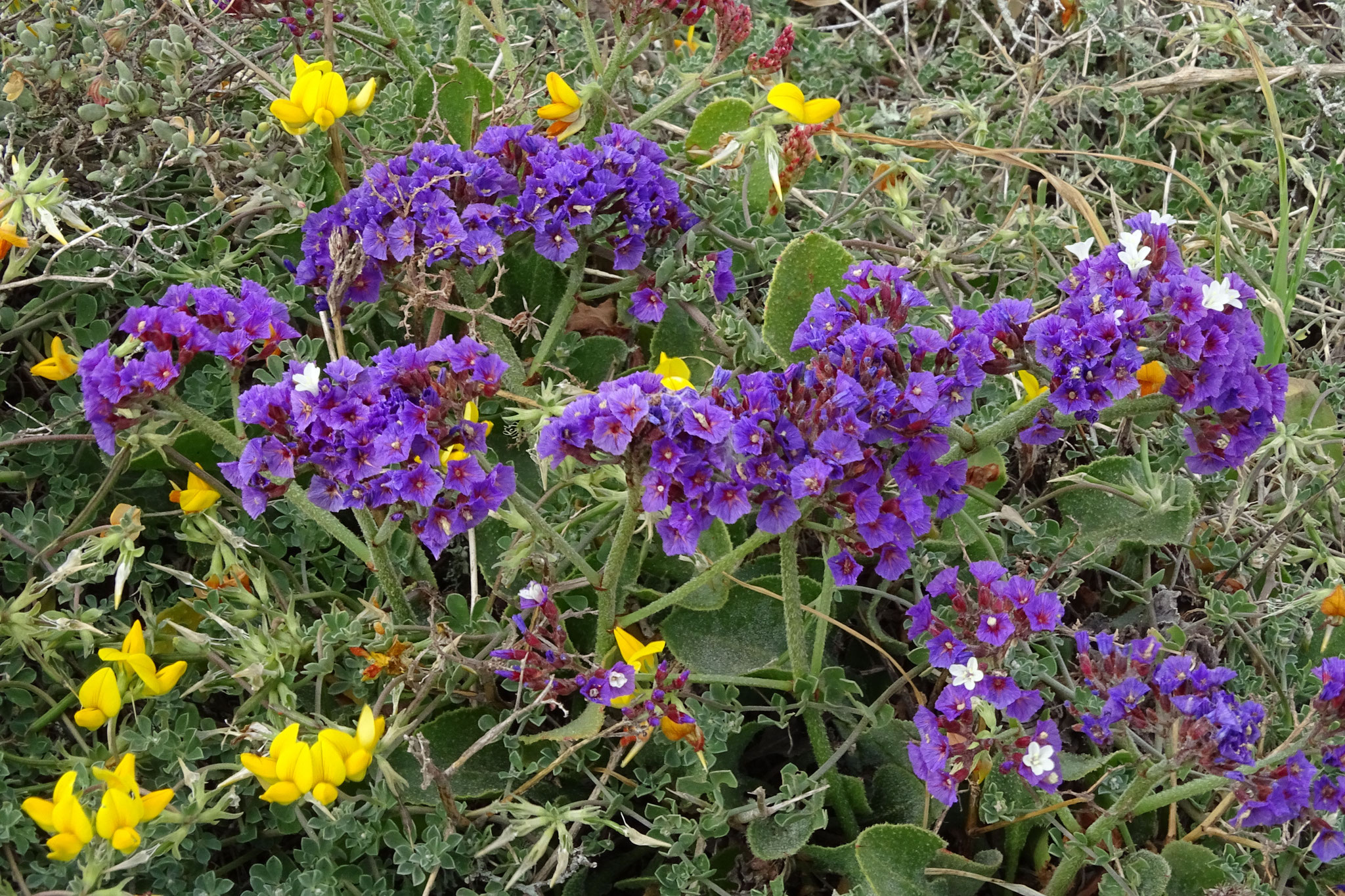 Wir fahren bis an die Nordspitze der Insel und haben ein Auge für die Botanik, wie etwa eine der vielen Arten des  Strandflieders (Limonium)