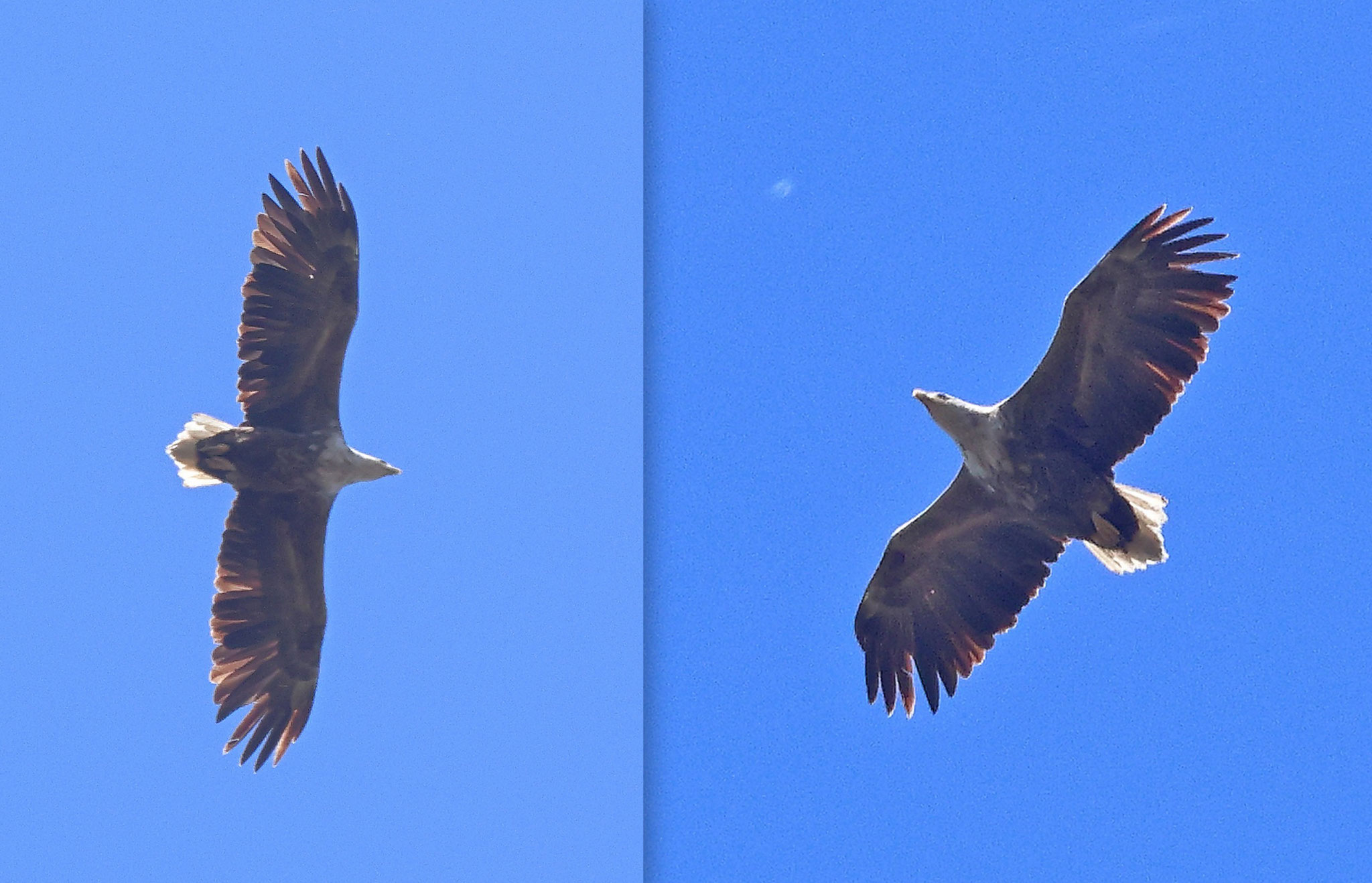 Überfliegender Seeadler (ziemlich hoch)