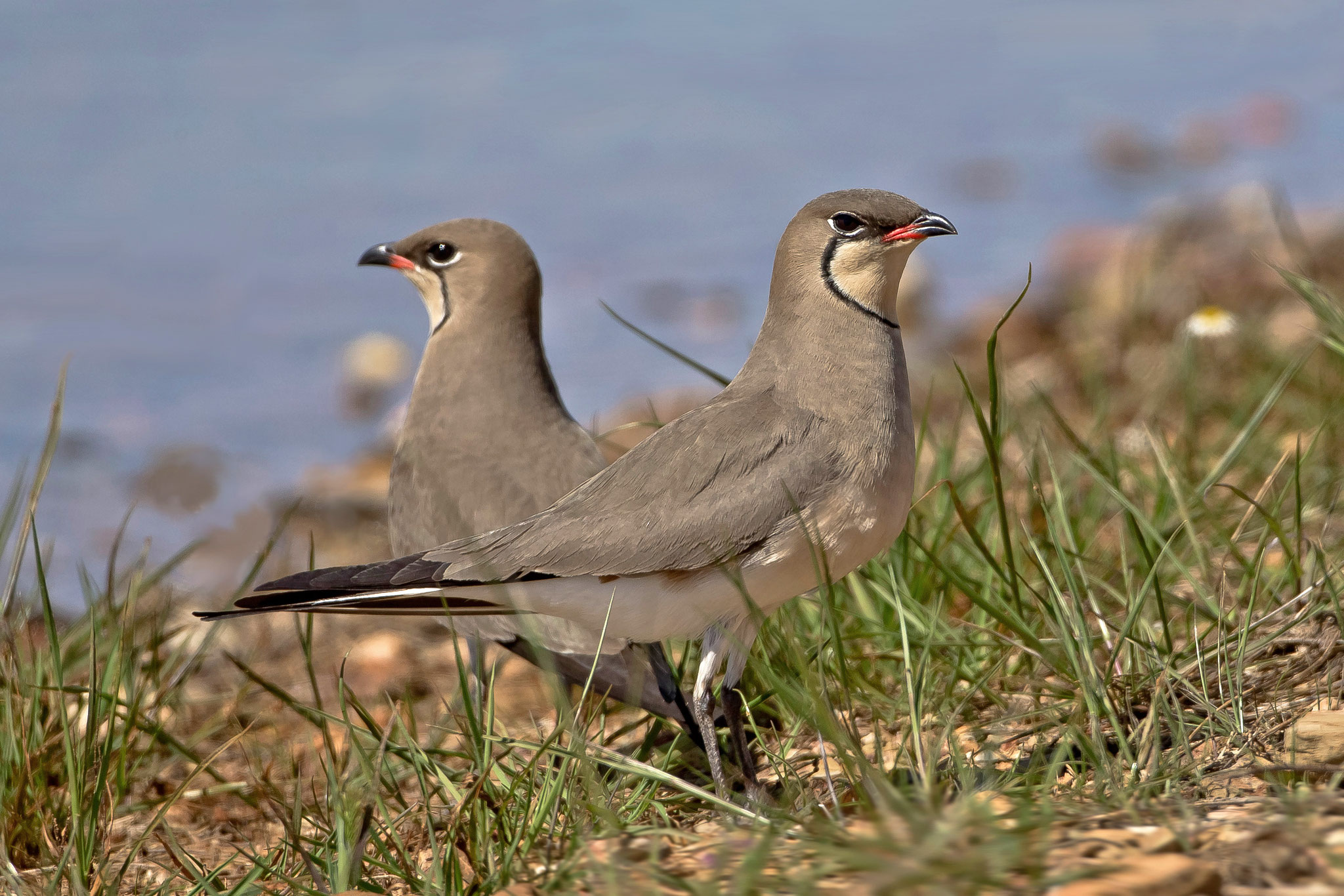 Die Vögel sind in diesem Jahr weiter fortgeschritten mit ihren Balzritualen ...