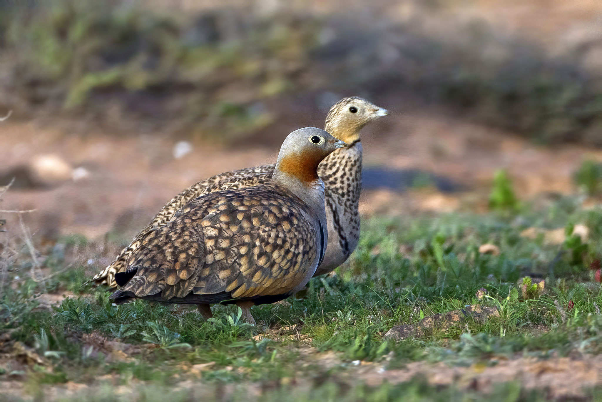 Die Vögel sind meist paarweise unterwegs