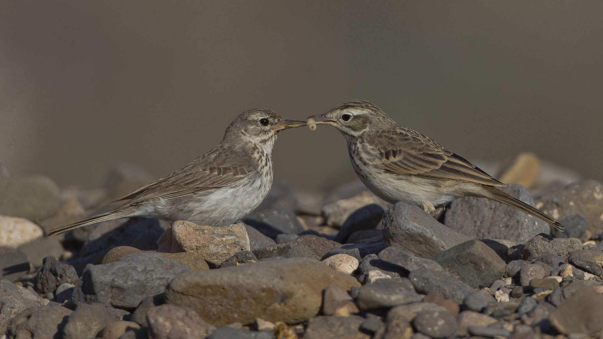 Kanarenpieper, Altvogel (links) füttert Jungvogel, Fuerteventura, Spanien