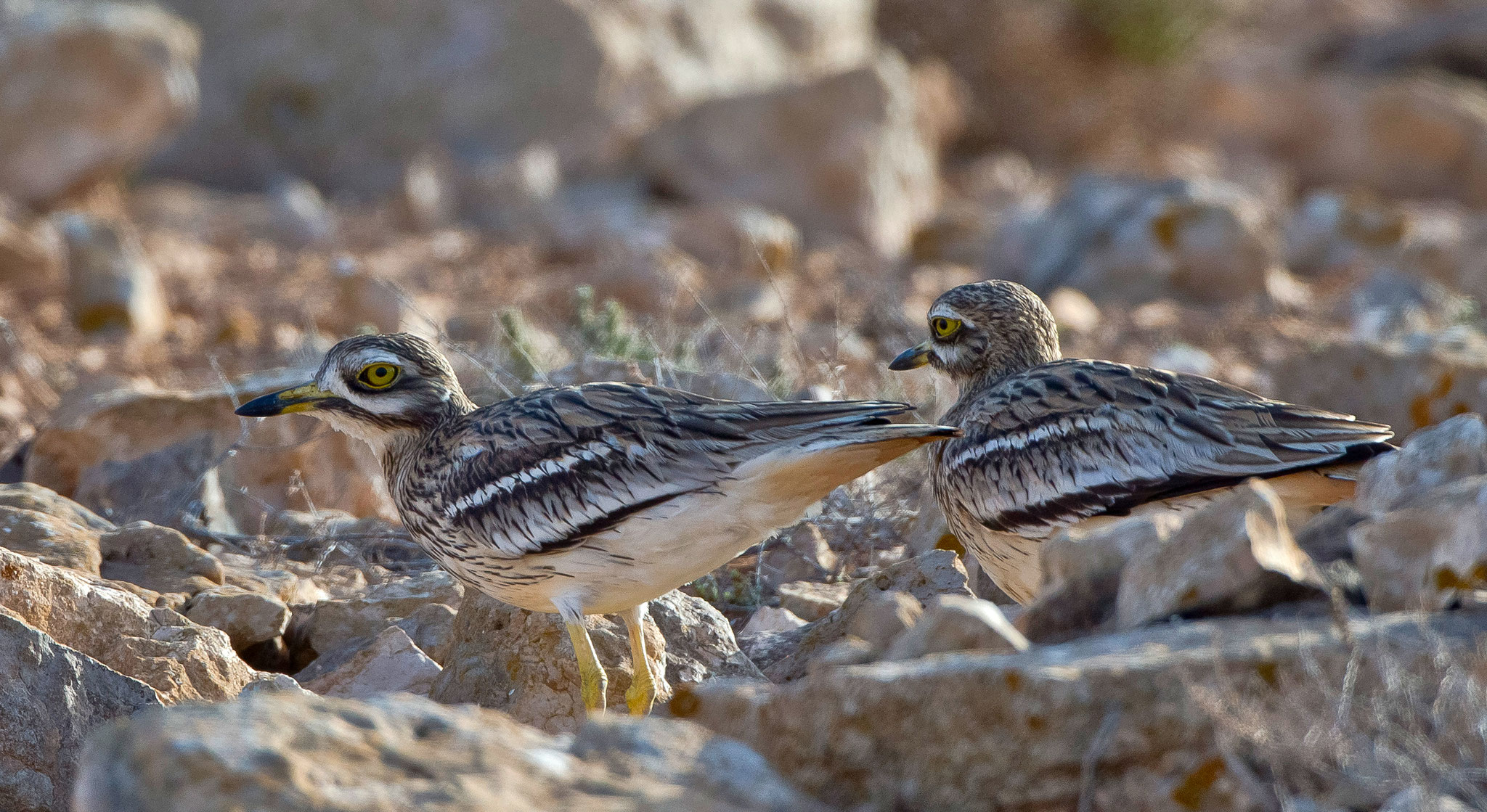 Jedenfalls sind sie bis zum Ende unserers Aufenthalts immer dort anzutreffen, Jungvögel haben wir jedoch nie gesehen