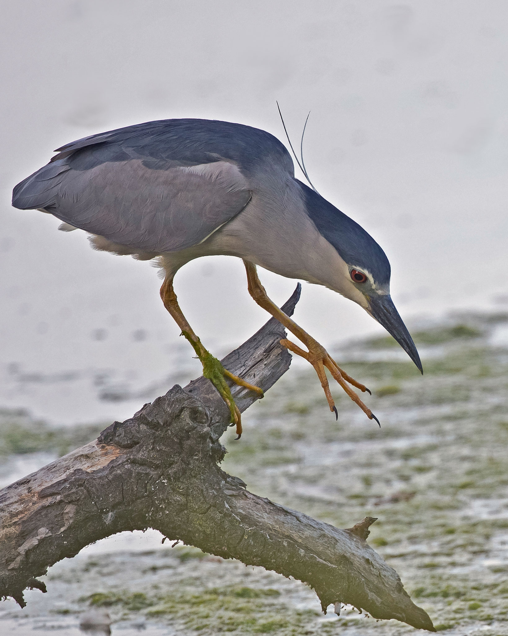 Die Nachtreiher nutzten einen im Wasser liegenden Baum als Warte, ...