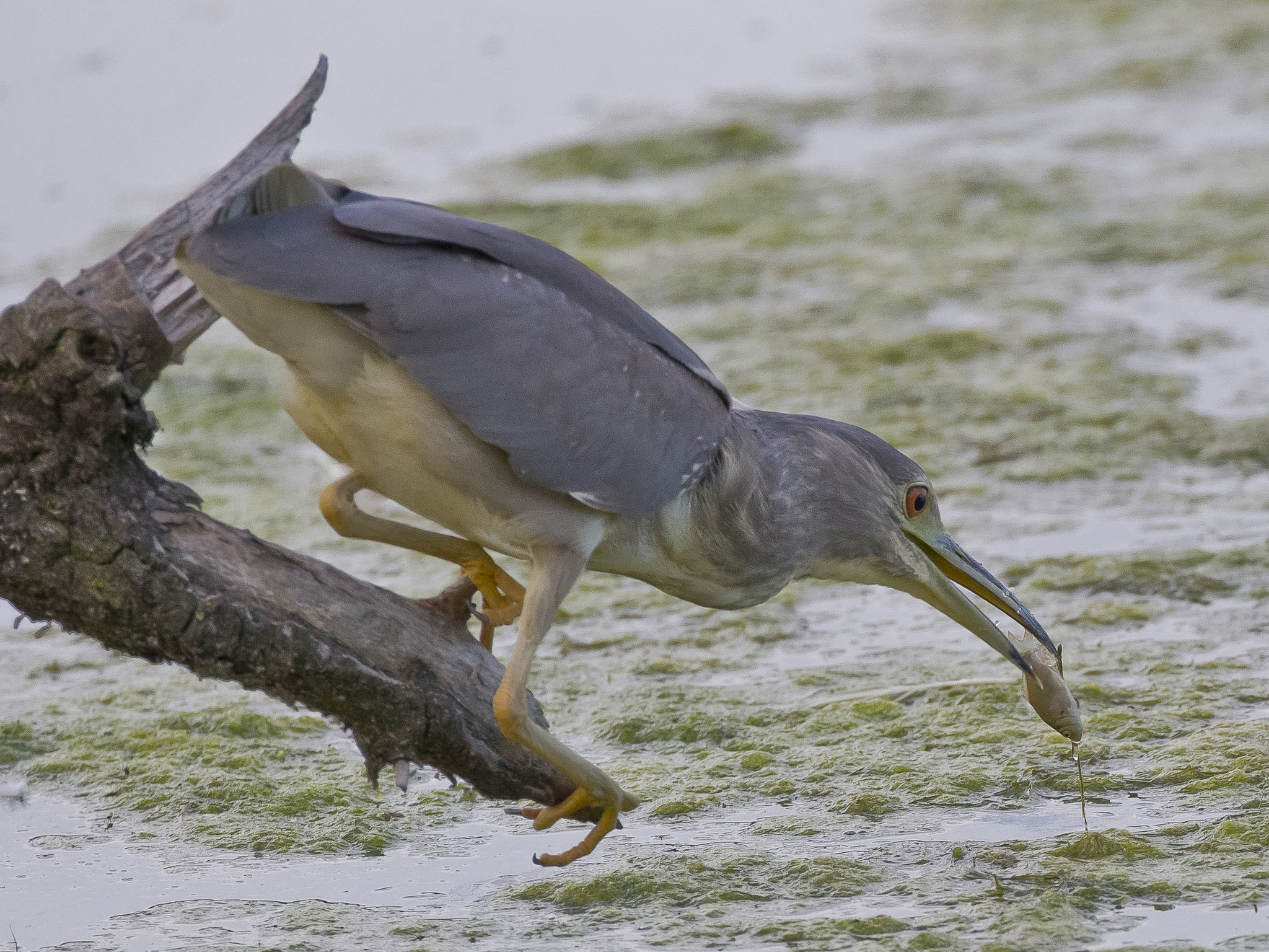 ... und Fischen zu jagen.