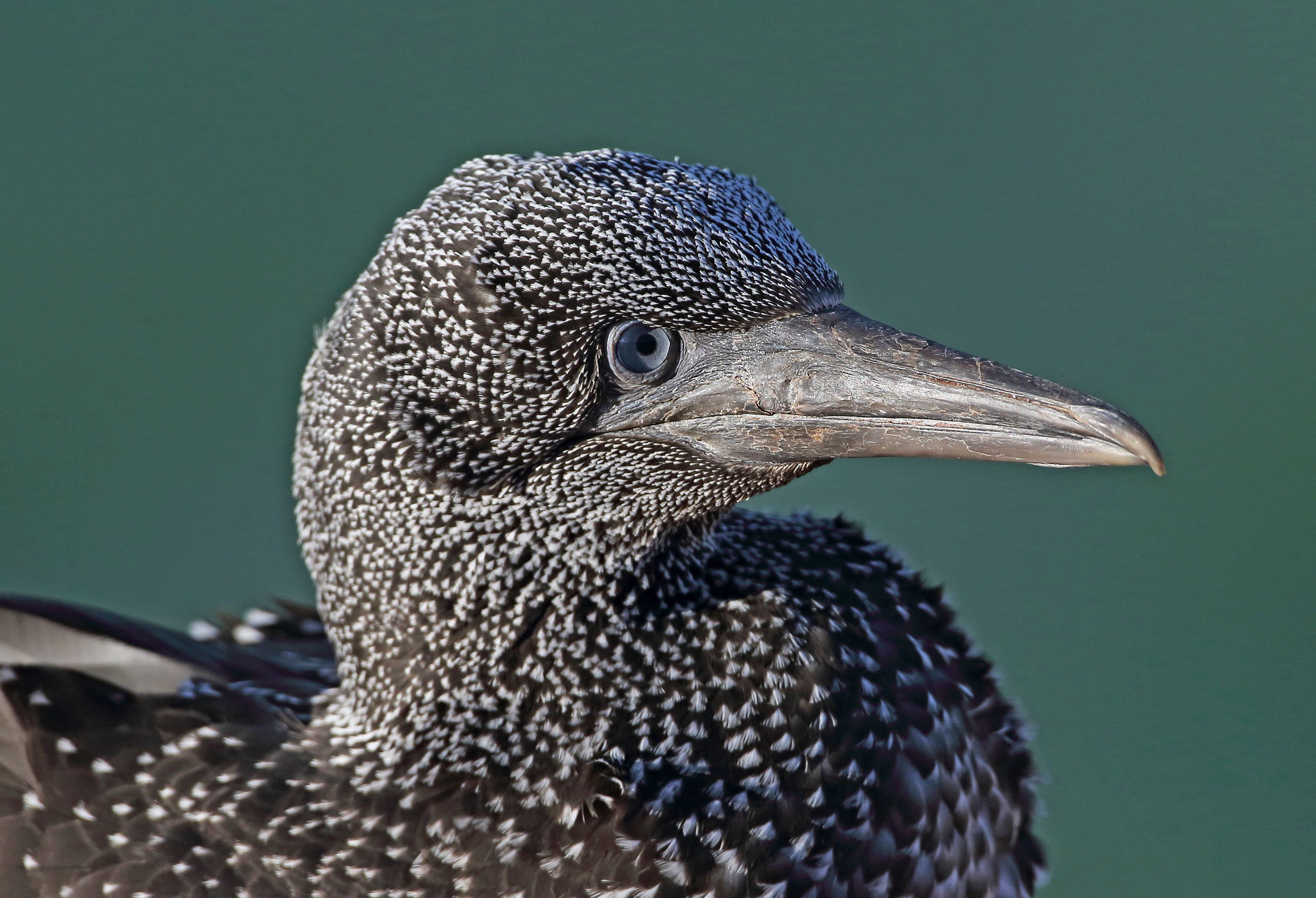  ... und eines Jungvogels