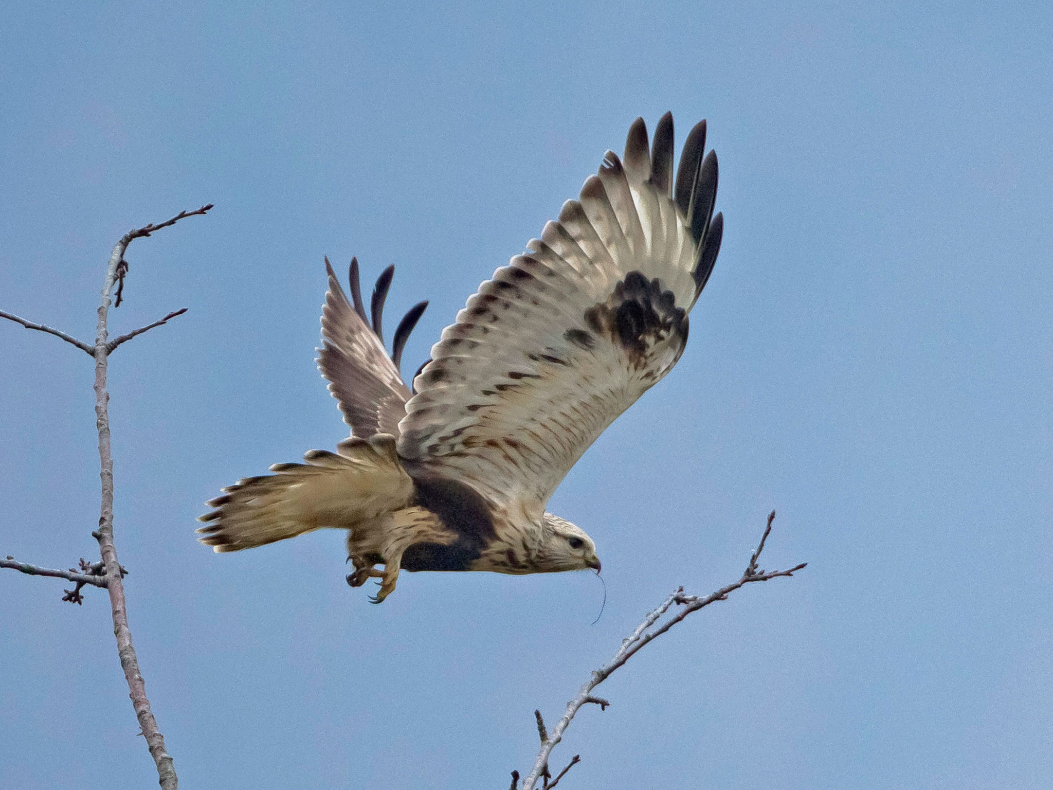 Raufussbussard, Noville, Schweiz