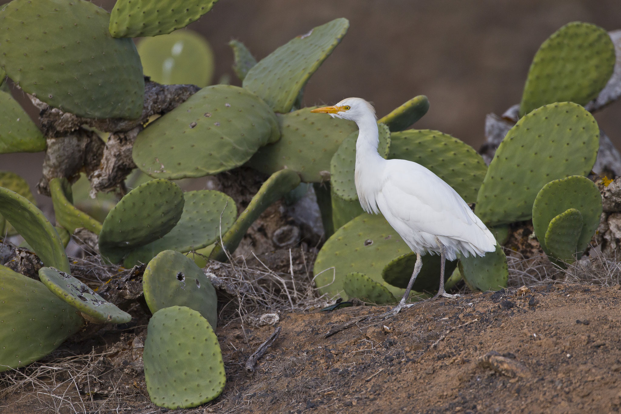 Ornithologisch brachte der Trip nicht allzuviel, wir beobachten zwei Saharakragentrappen, Felsenhühner, Raubwürger und diesen "kaktusliebenden" Kuhreiher