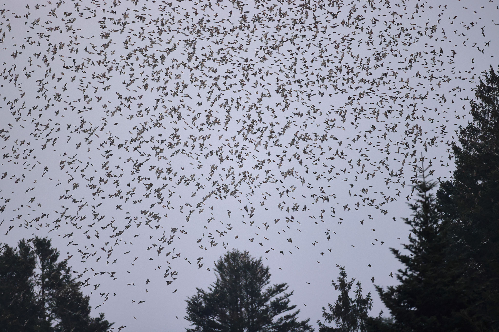 Das Spektakel mit weit über einer Million Vögel ist unvergleichbar (nähere Angaben zum Ort unter www.ornitho.ch)