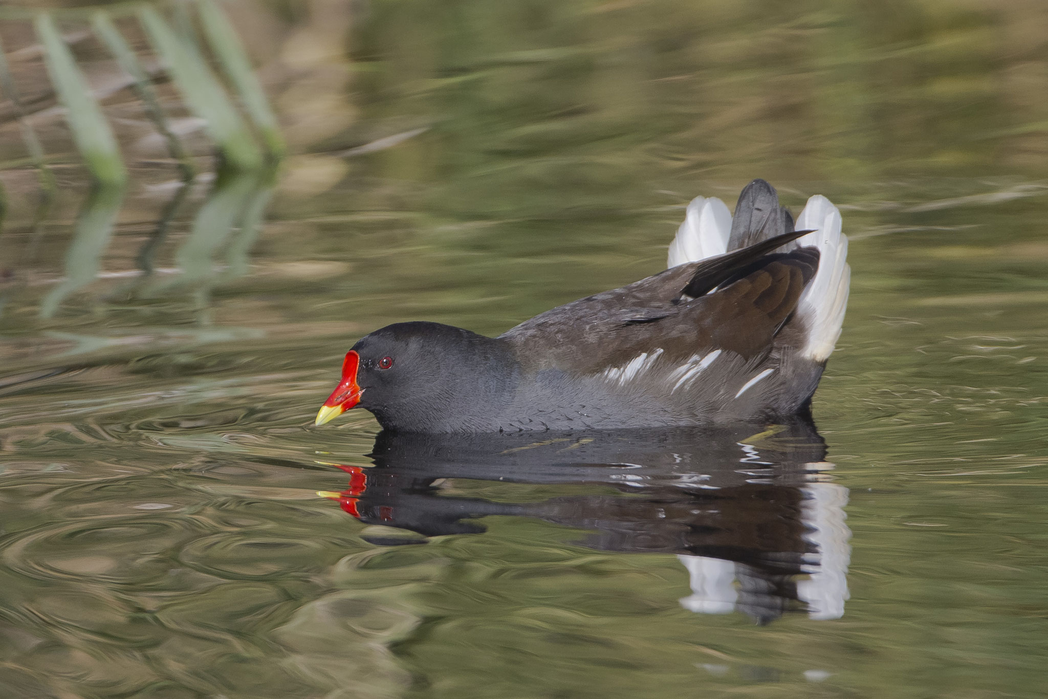 Ein Teichhuhn verteidigt sein Territorium am Golfteich