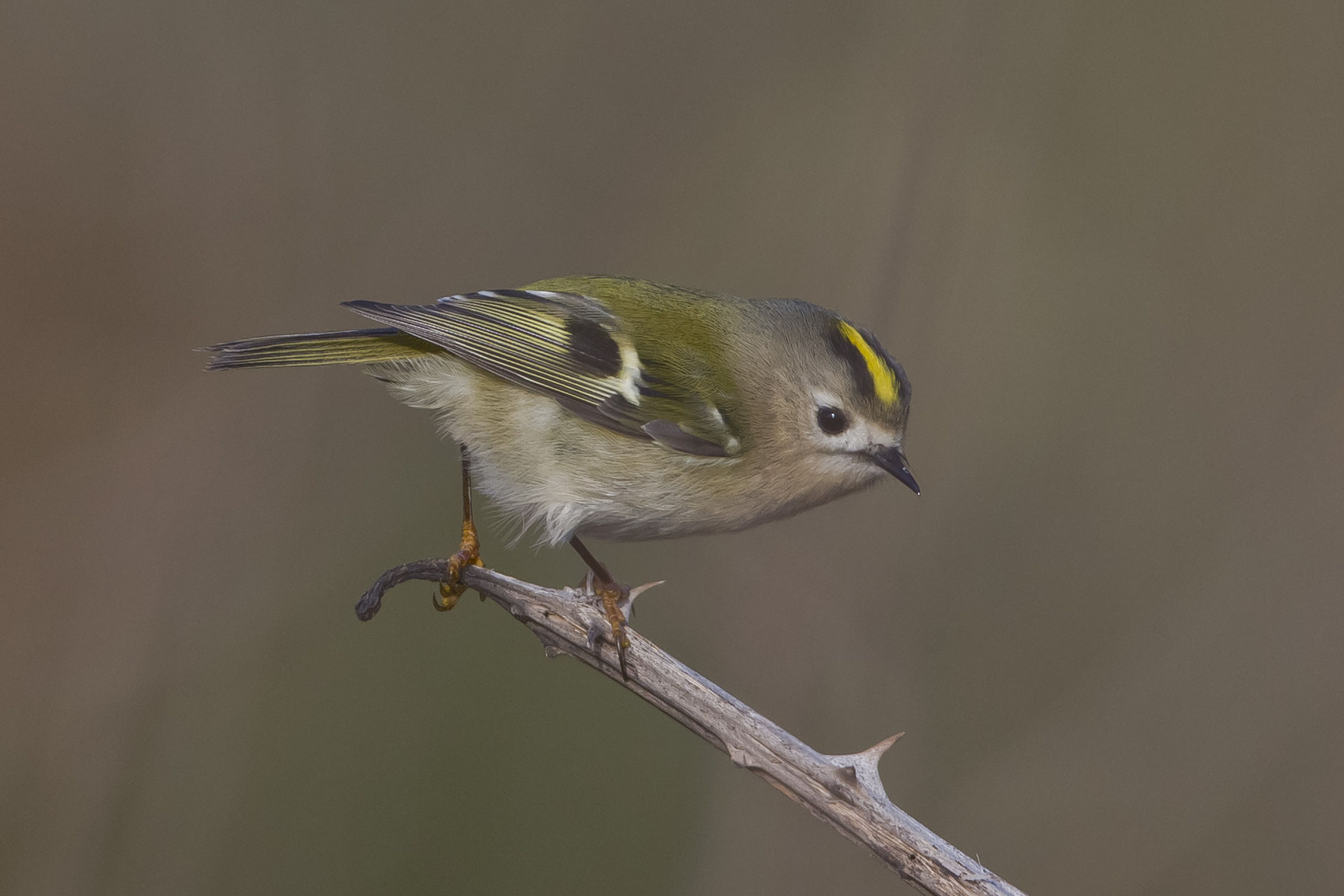 In diesem Jahr erleben wir wieder einmal eine Invasion von Wintergoldhähnchen