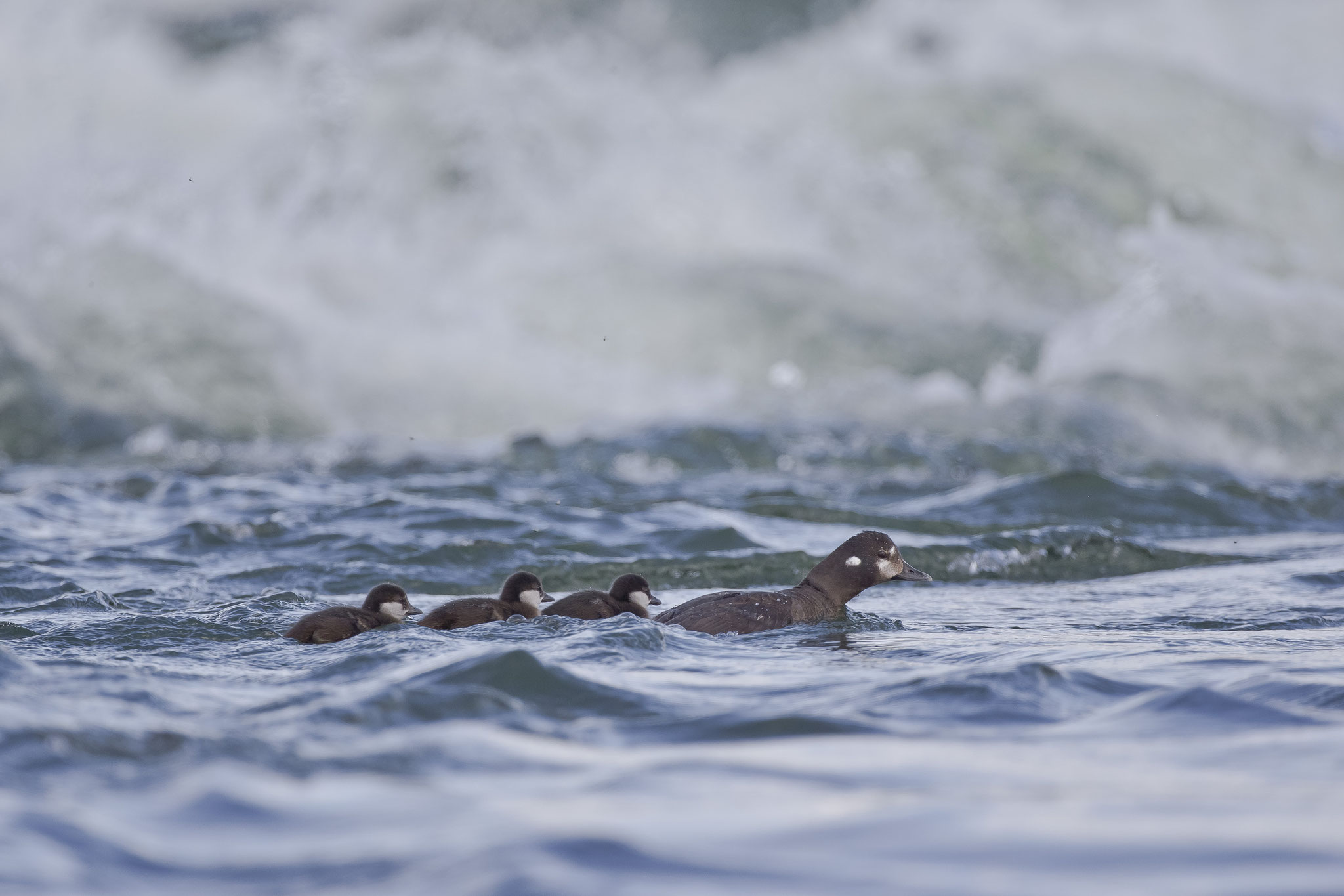  ... nimmt sie das Weibchen regelmässig auf eine "Wildwasser-Trainingstour" mit