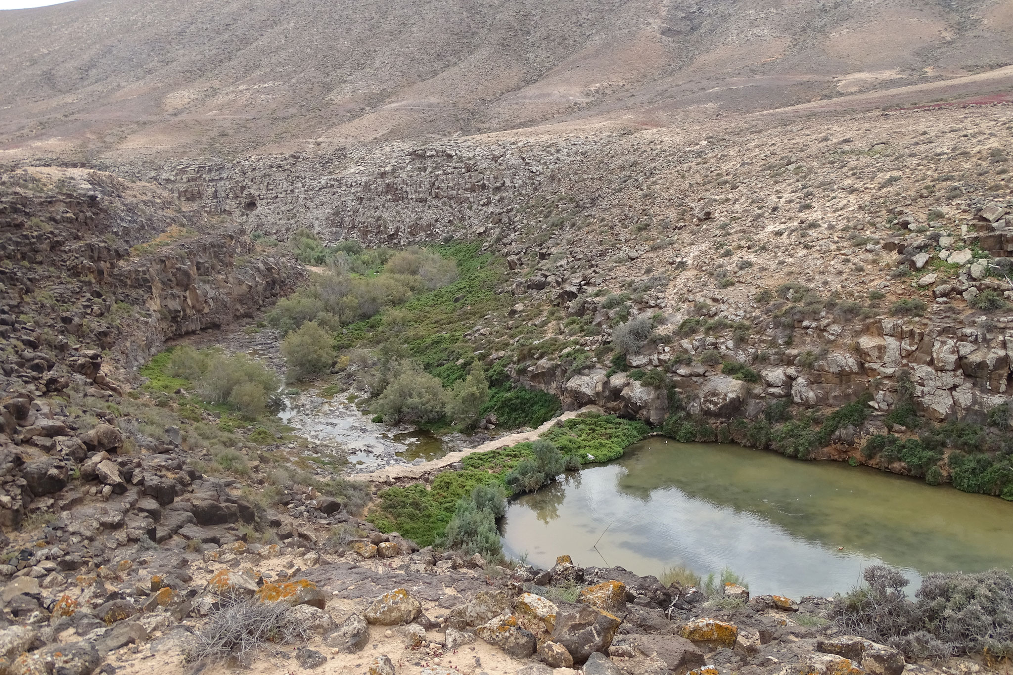 Ein weiterer Beobachtungsort mit kleinen Wasserreservoirs befindet sich nahe Puerto Rosario, der Barranco de Rio Cabras