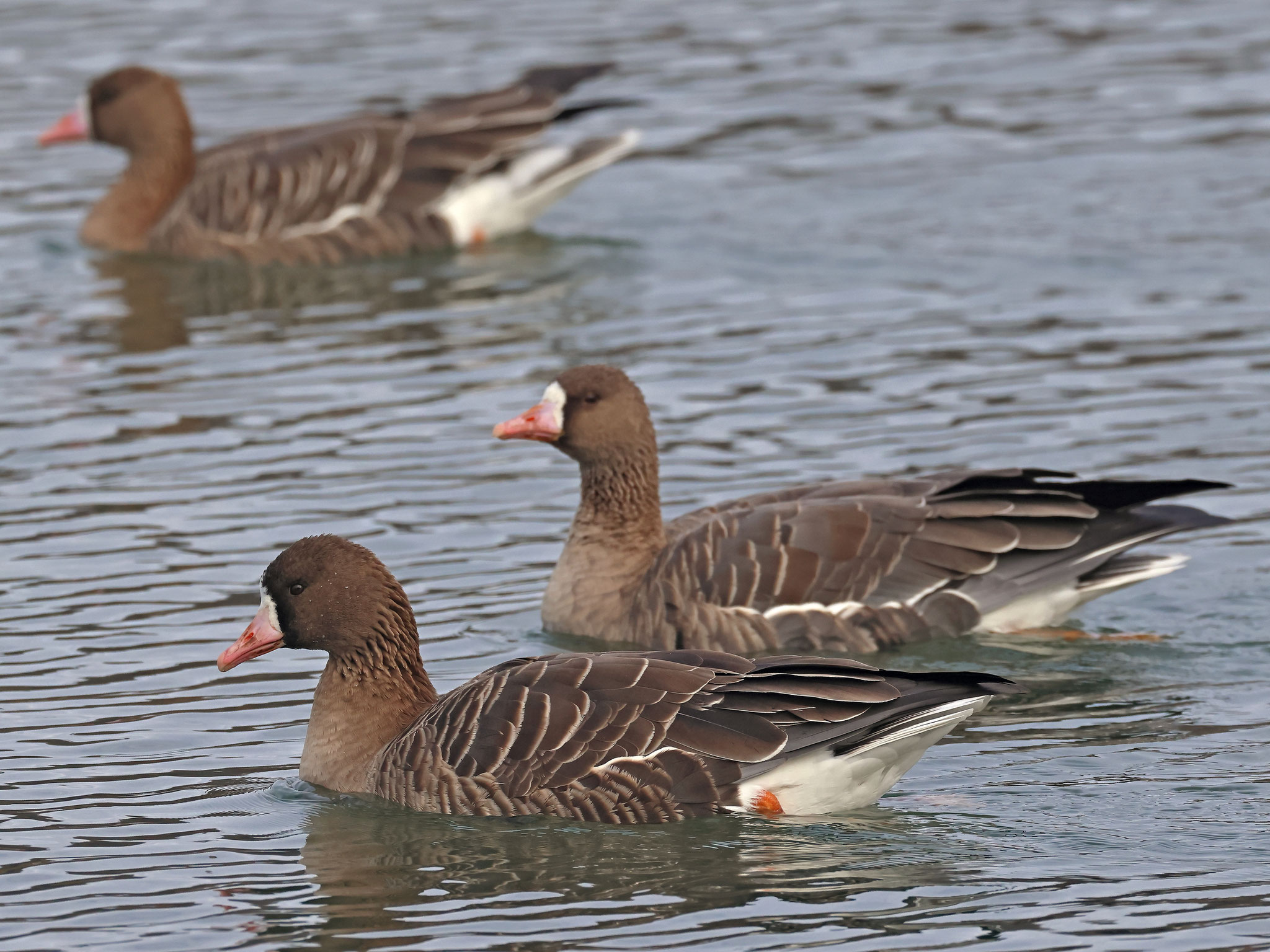 Sieben Blässgänse waren am Klingnauer Stausee ...