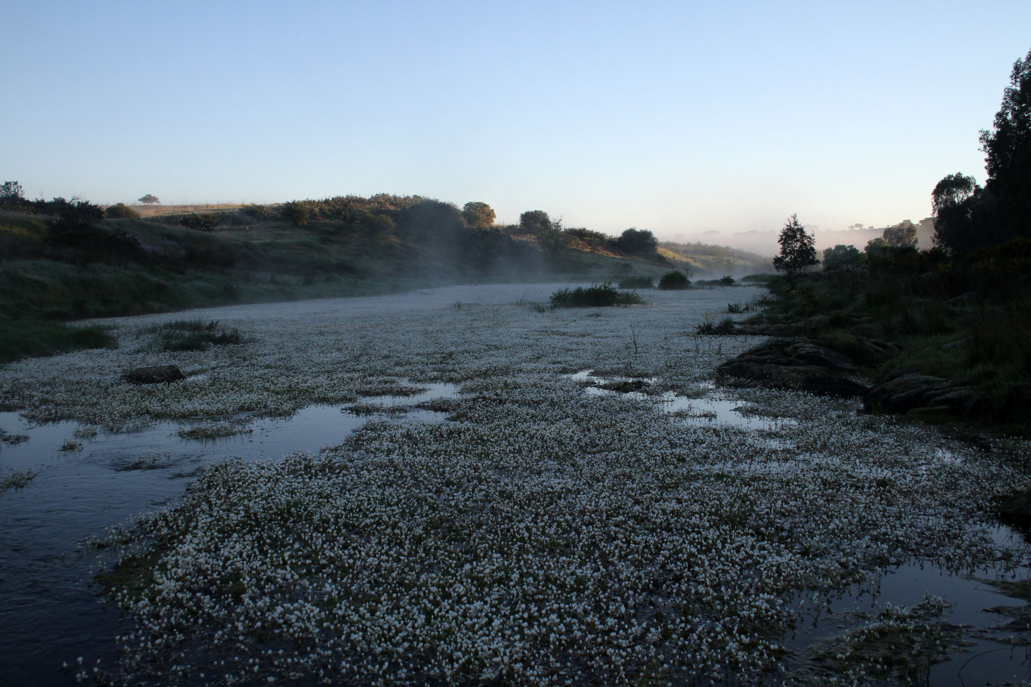 Morgenstimmung in der Flussaue