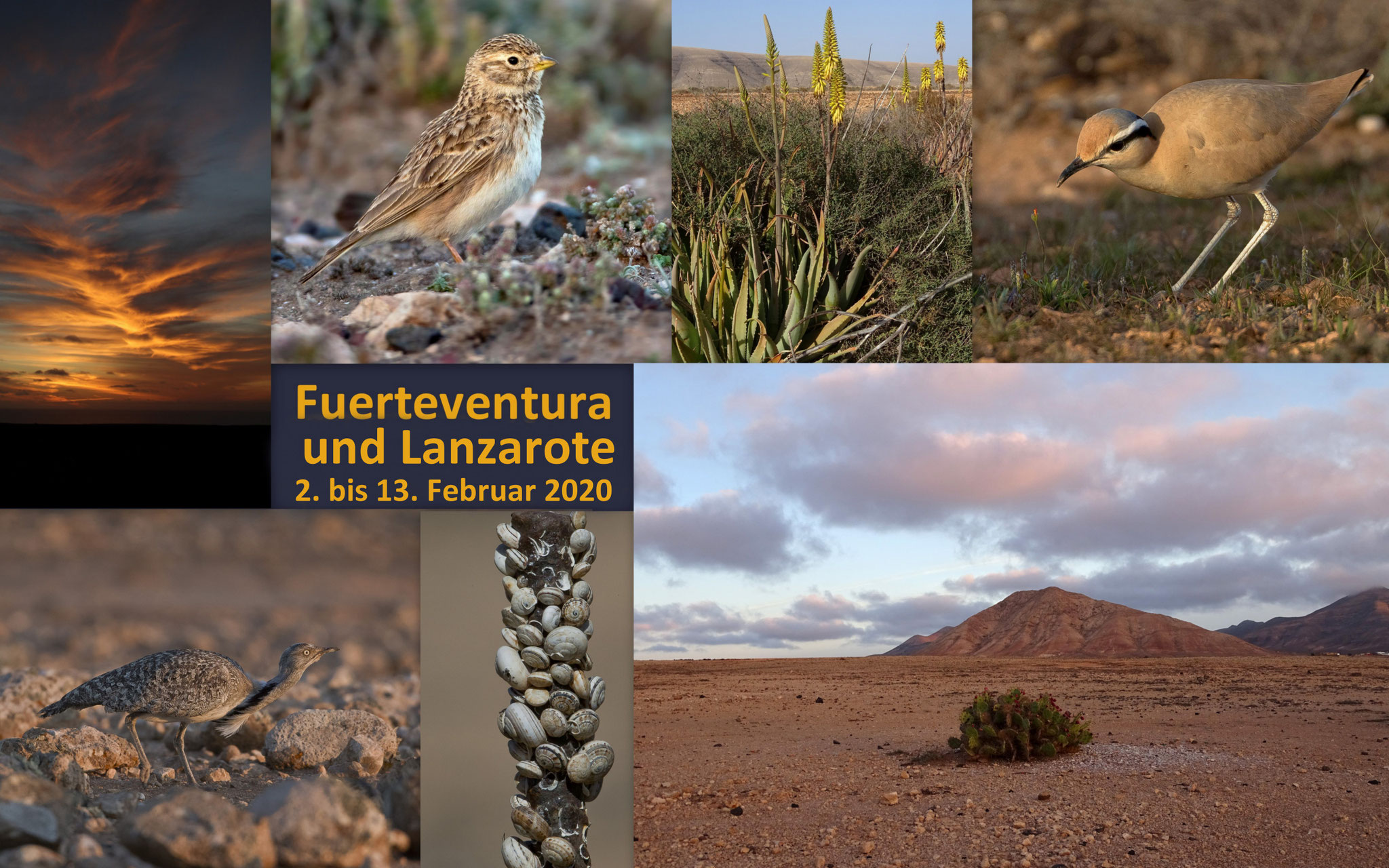 Als wir anfangs Februar nach Fuerteventura flogen, war Corona in Europa noch kein Thema - zum Glück! Es ist unsere vorläufig letzte Birding-Reise, da Corona das Reisen enorm erschwert...