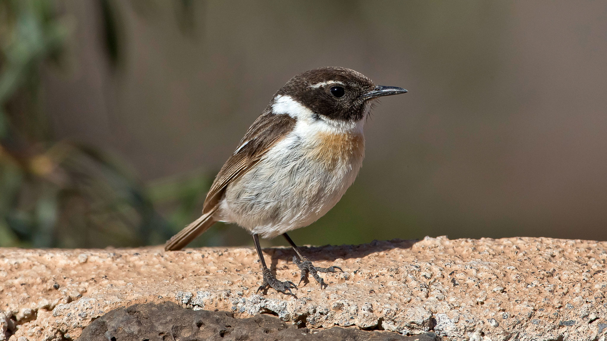 Kanarenschmätzer, Fuerteventura, Spanien (eine endemische Vogelart, die nur auf Fuerteventura brütet)