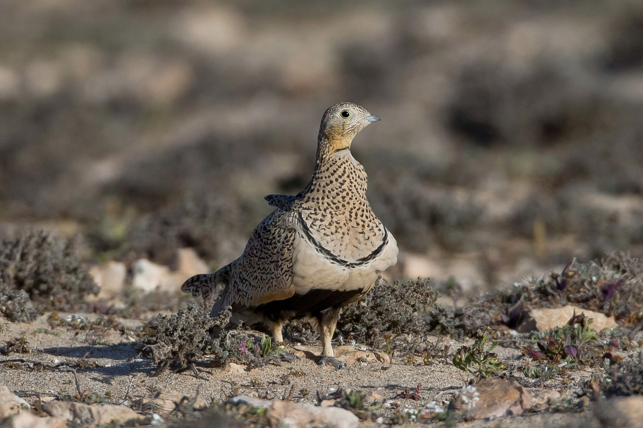 ... und ein hübsches Sandflughuhn-Mädchen