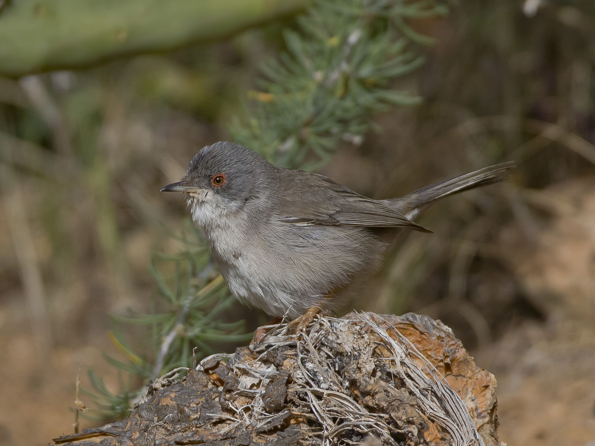 Fuerteventura 2019 Benifotos Webseite