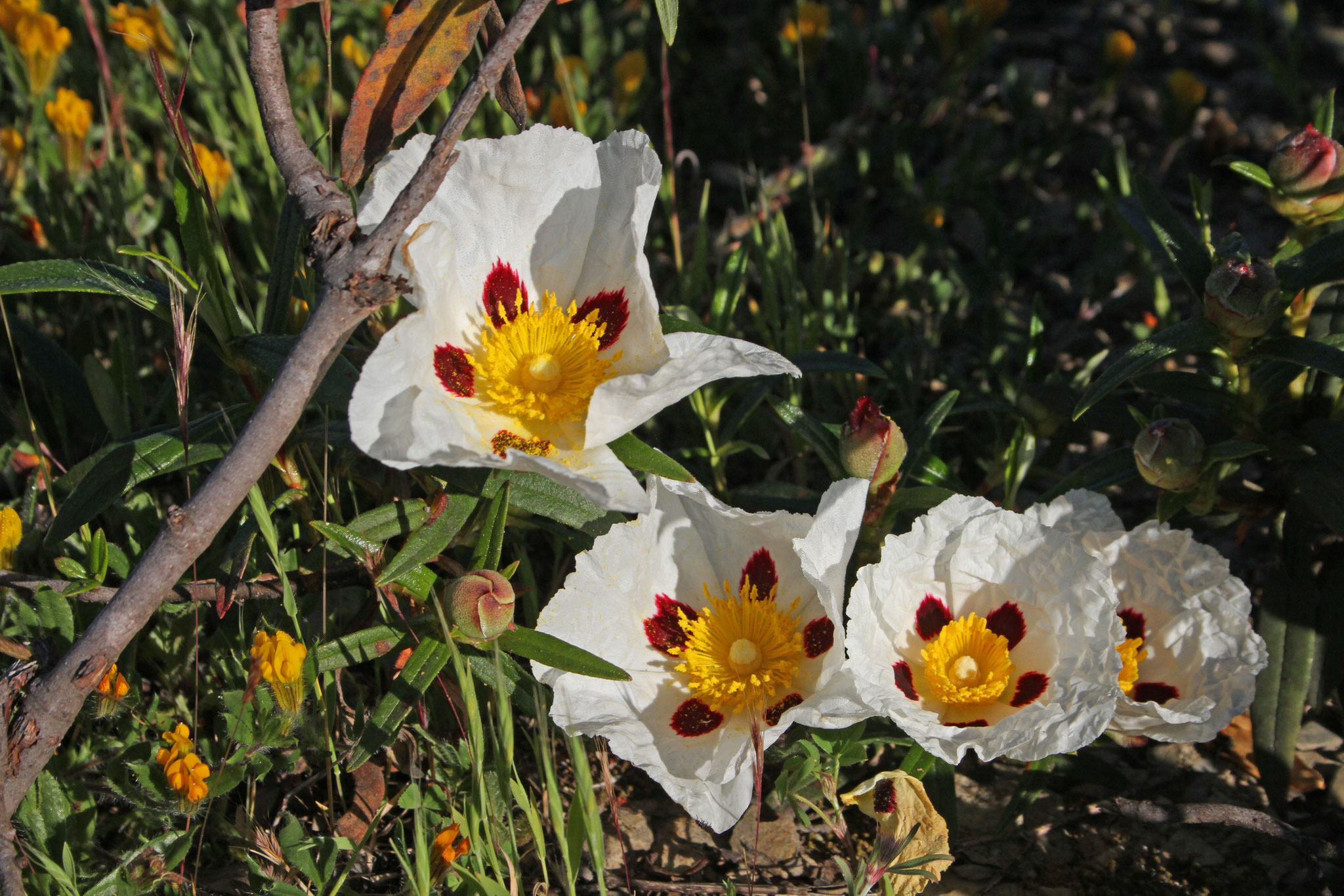 ... und die für Portugal typischen gefleckten Lack-Zistrosen (Cistus ladanifer)