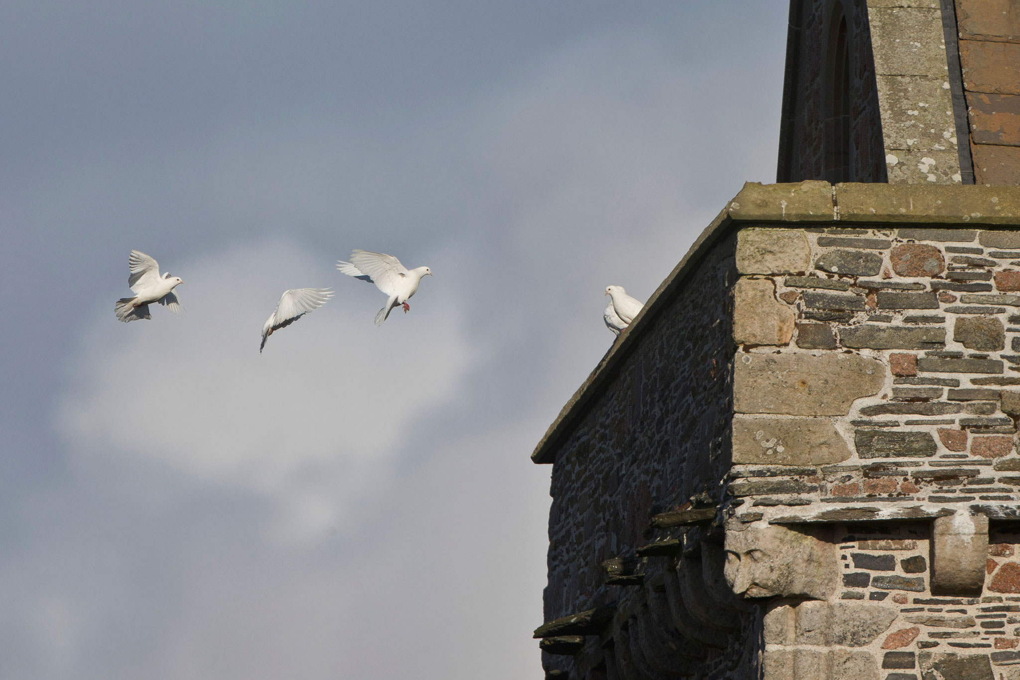 Bei der Abbey lebt ein Trupp weisser Tauben, zwar keine Wildvögel aber trotzdem schön.