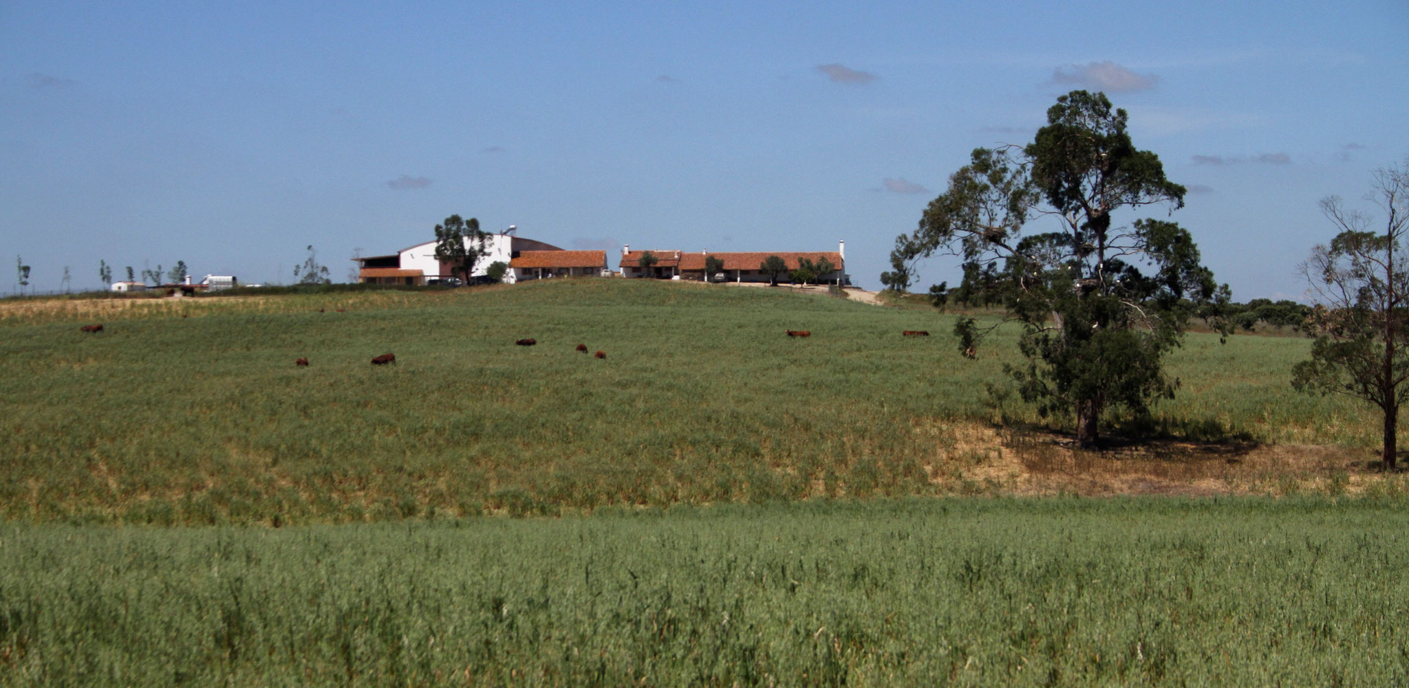 Das Landgut Monte da Aparica mit den Ökonomiegebäuden in der Mitte, dem Wohnhaus der Besitzer rechts und dem (etwas kleineren) Ferienbungalow links davon