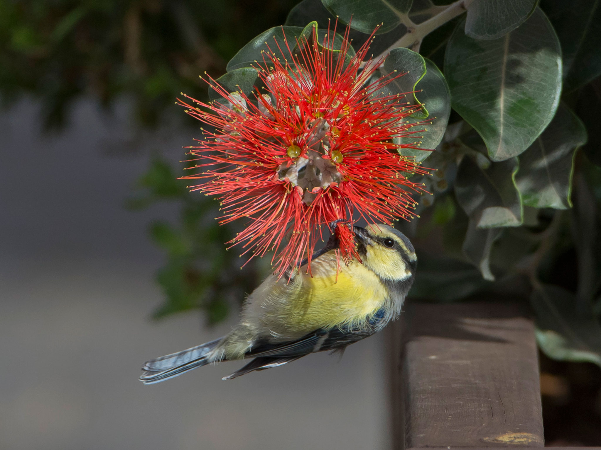 Im Ort sind auch Vogelbeobachtungen möglich wie diese junge Ultramarinmeise, die sich als Kolibri versucht