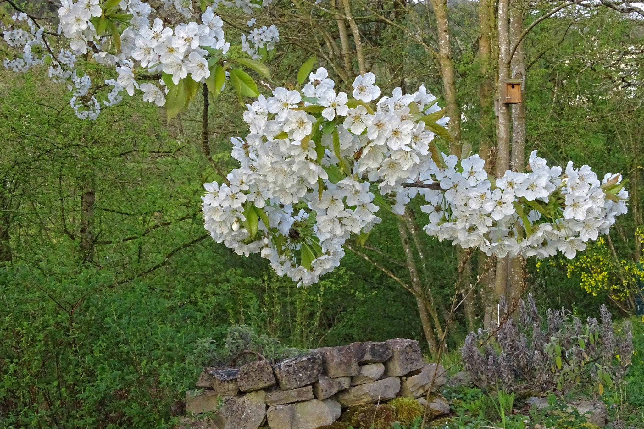 Auch in diesem Frühjahr stellten sich wieder einige spezielle Brutvögel und Gäste in unserem Garten ein. Im Nistkasten im Hintergrund...