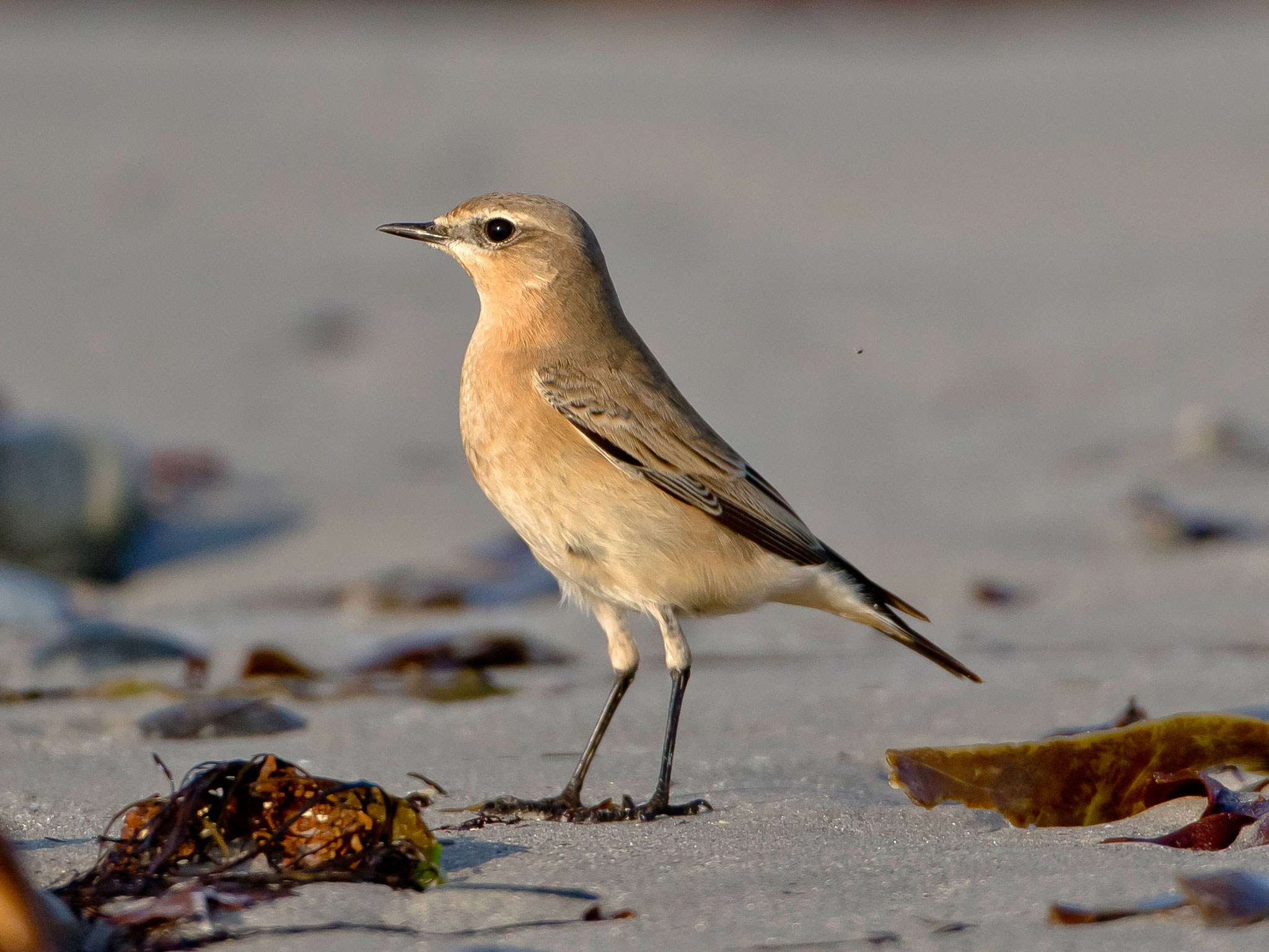 Wir beginnen sofort mit der Vogelbeobachtung, allgegenwärtig am Strand: Steinschmätzer ...