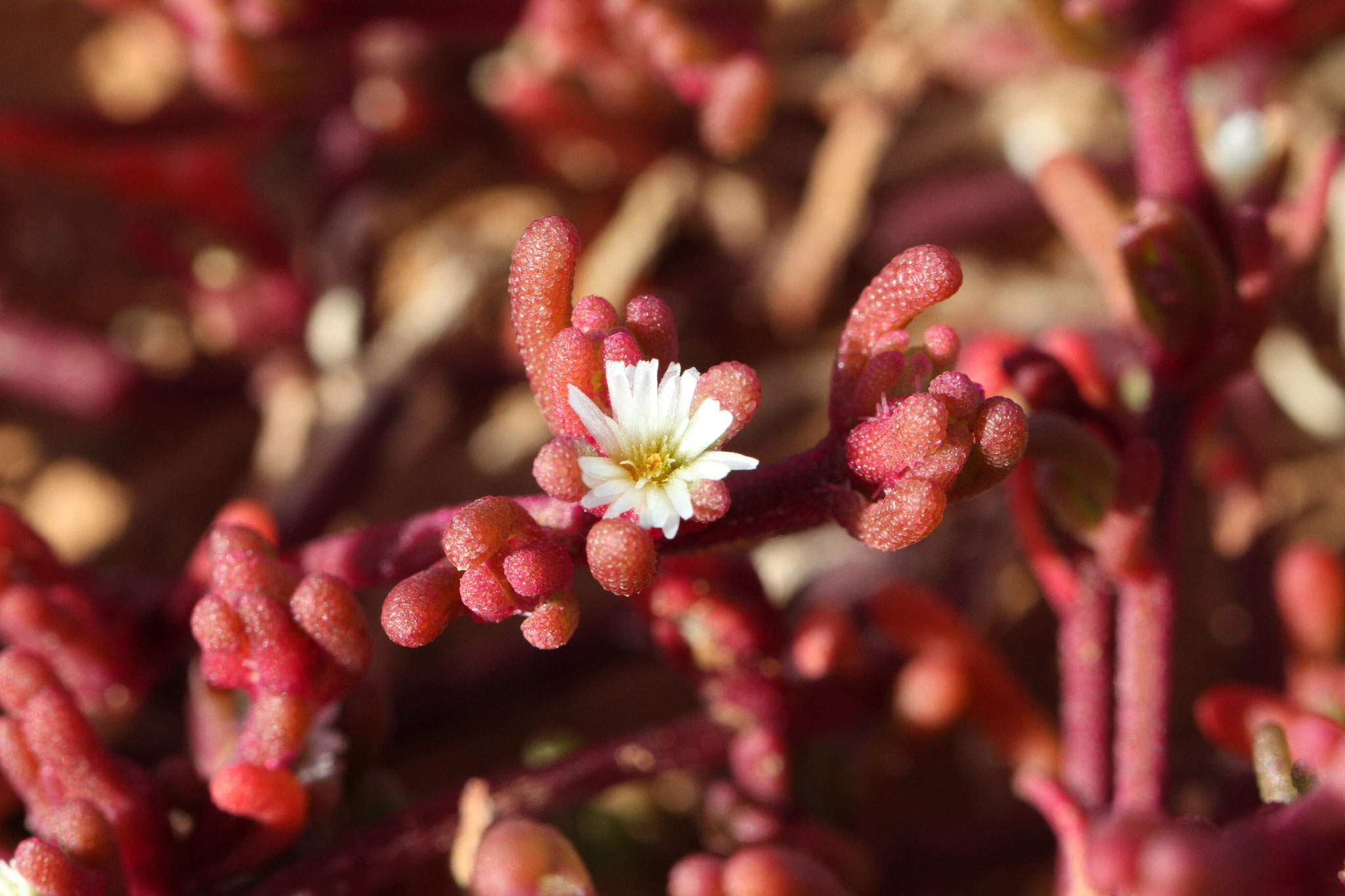  ... und von der Knotenblütigen Mittagsblume (Mesembryanthemum nodiflorum) gebildet werden 