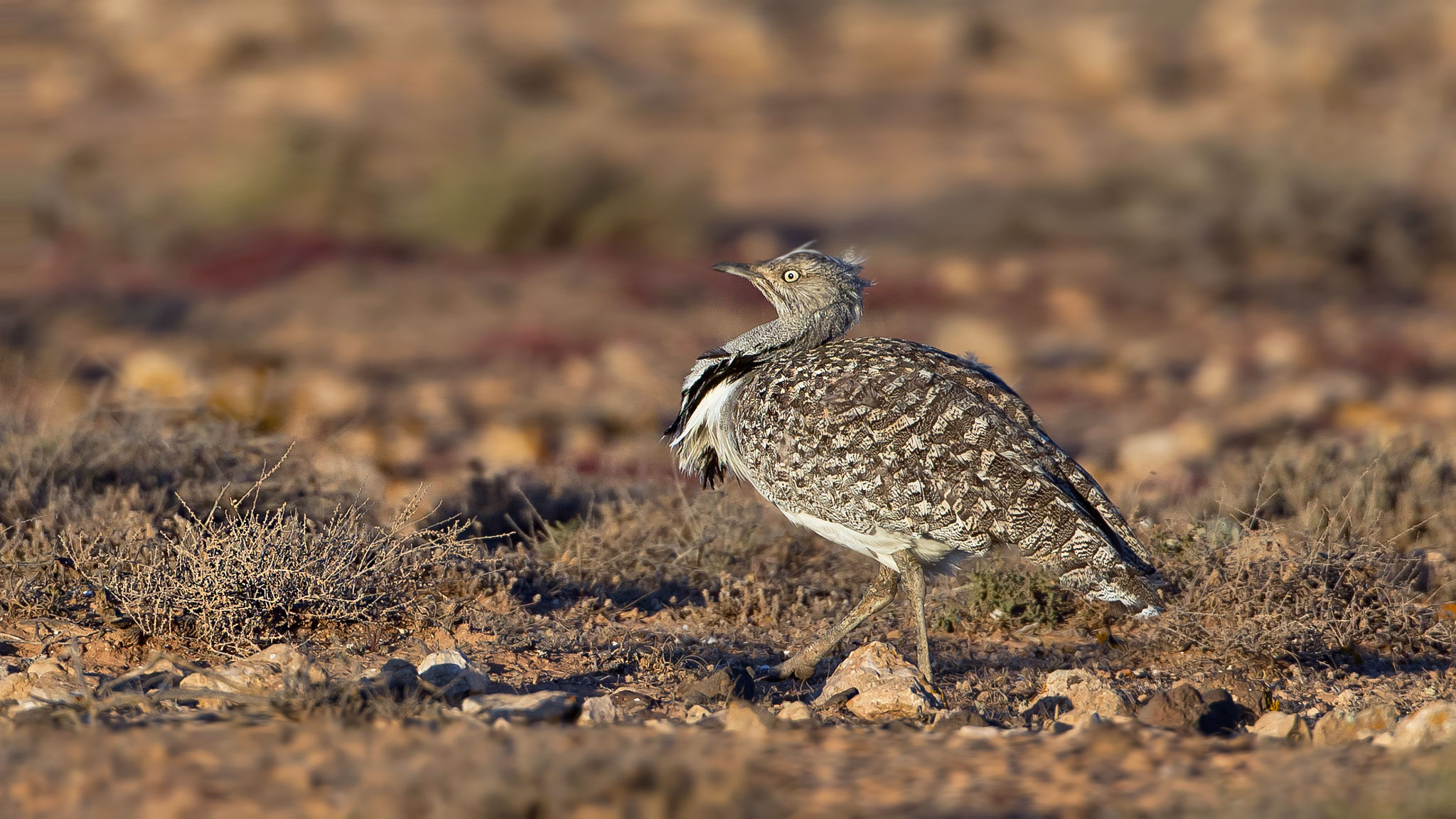 Saharakragentrappe, Fuerteventura, Spanien