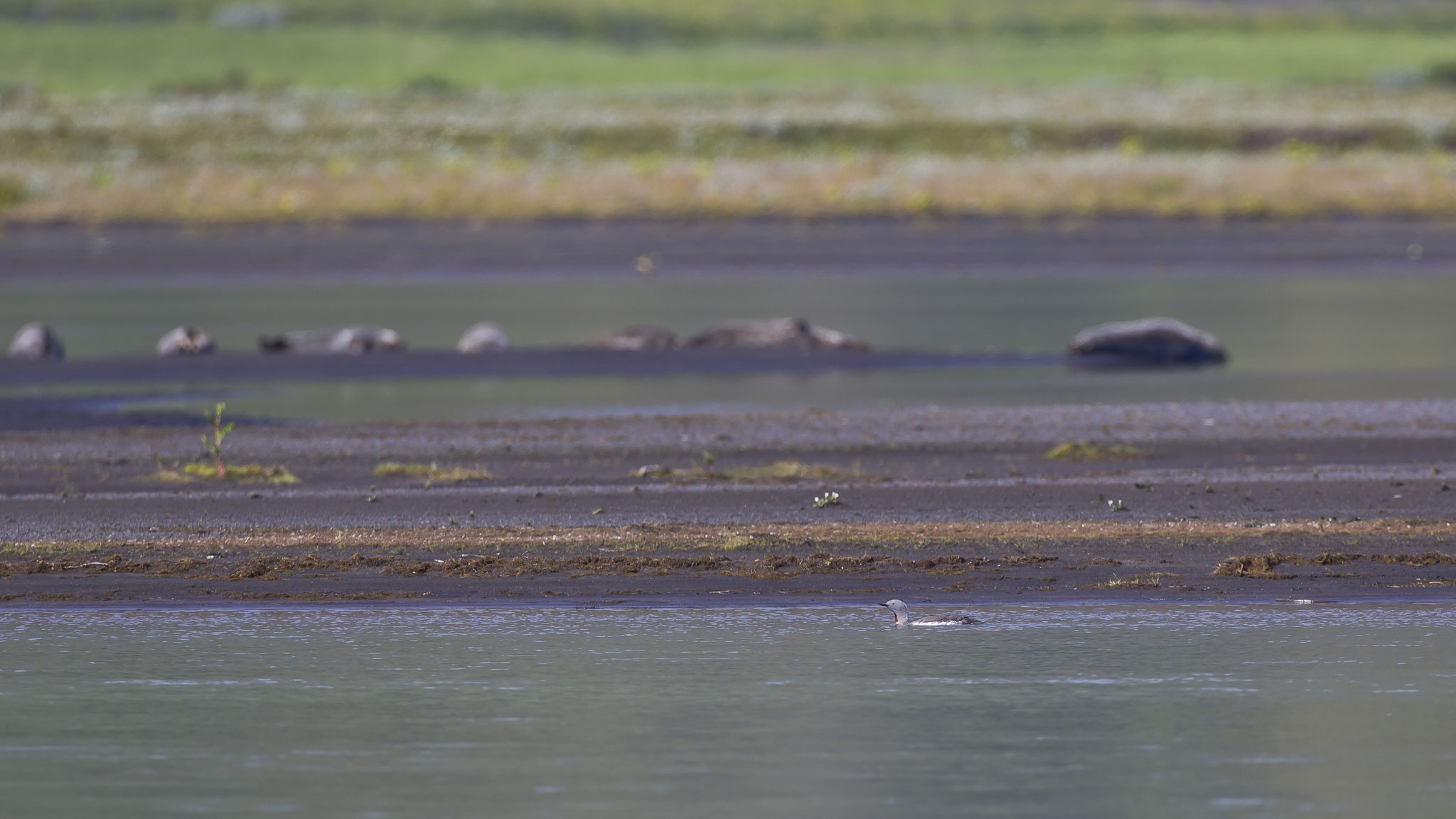 Diesen Vogel treffe ich am  Skafandafljot, einem Fluss der bei Husavik ins Nordmeer mündet... 