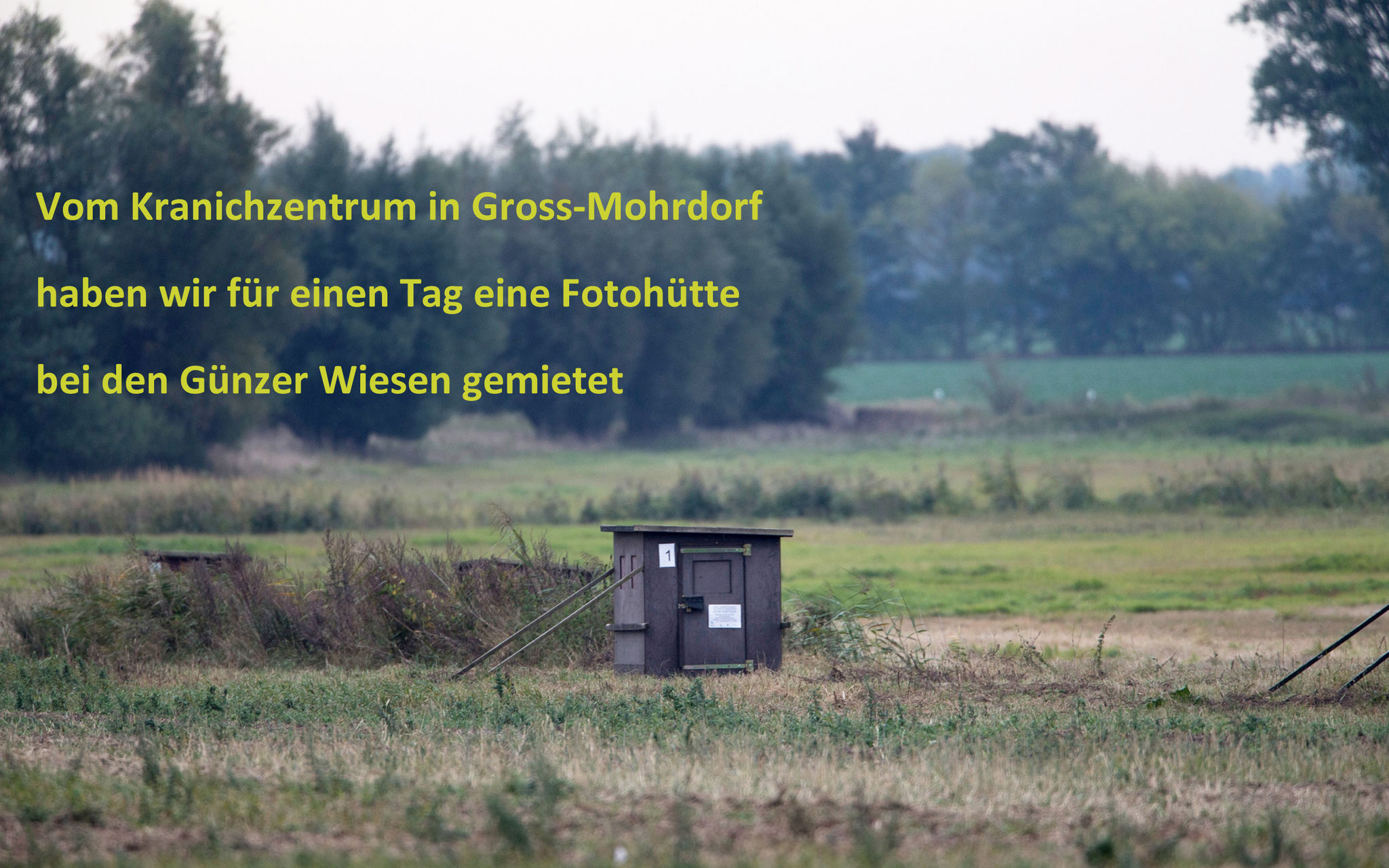 Die nachfolgenden Bilder dokumentieren einen Tag bei den Kranichen am 3. Oktober 2016