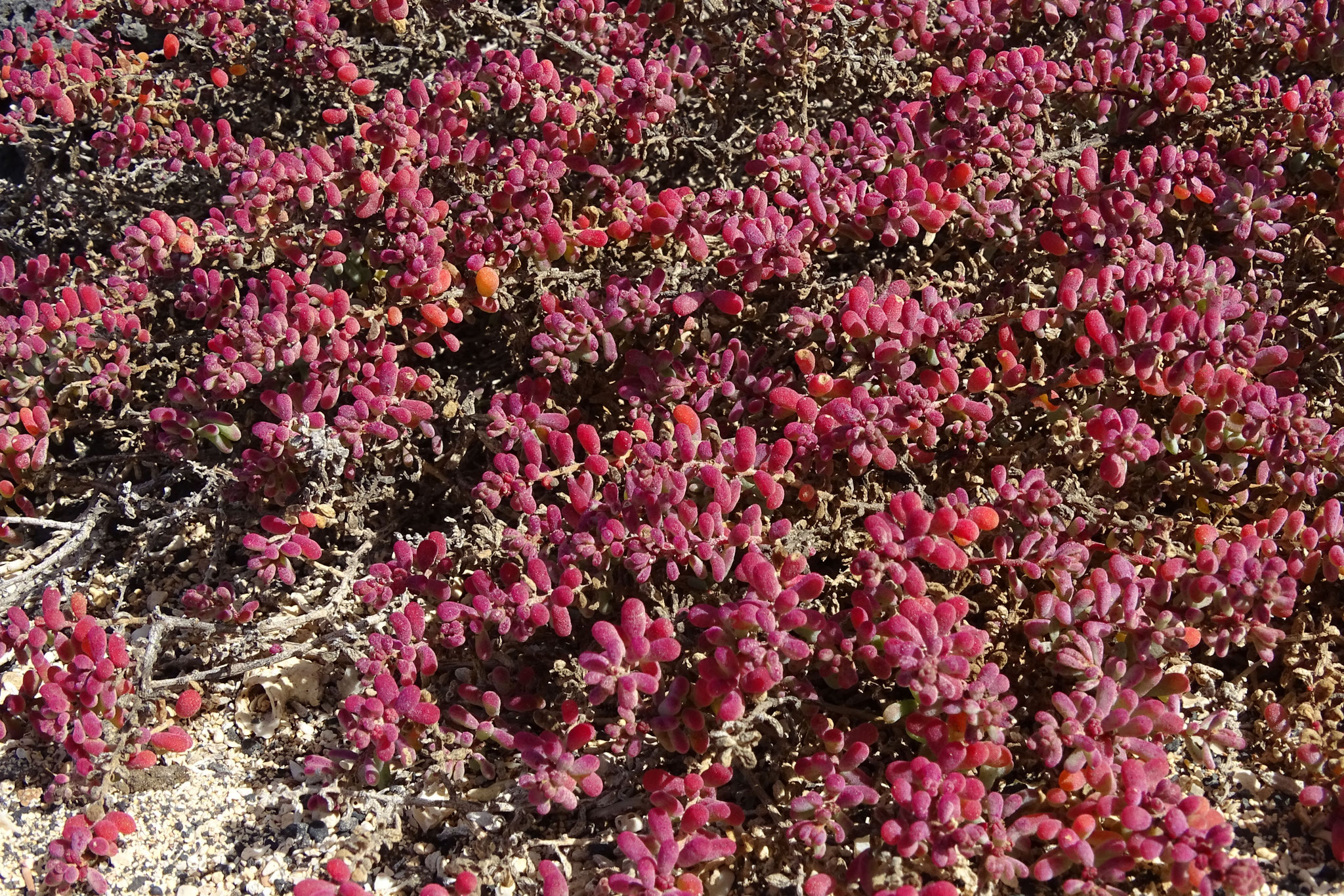 ... und das Wurmförmige Salzkraut (Salsola vermiculata)