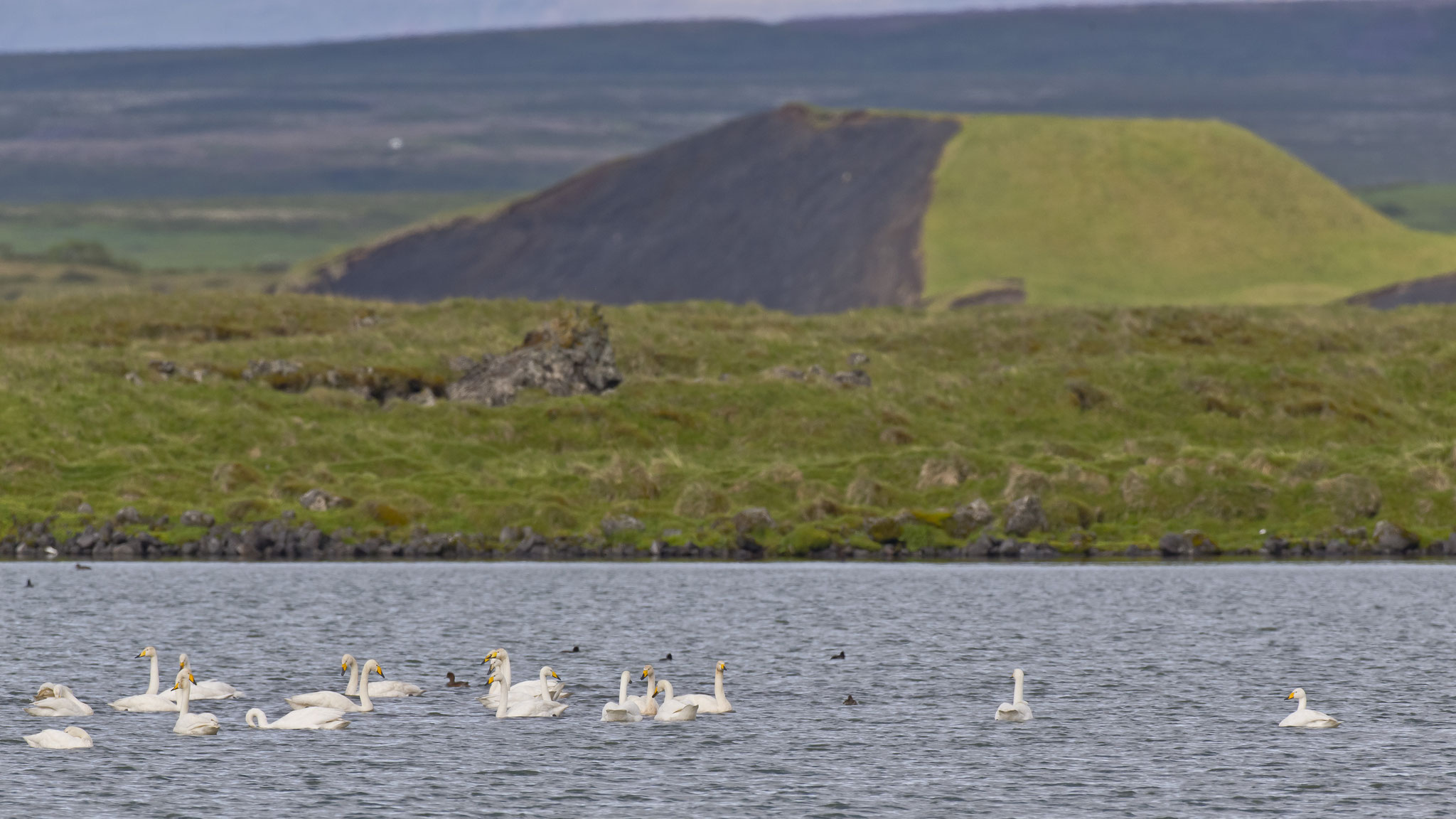 Rund um den Myvatn ist der vulkanische Ursprung noch gut zu sehen, wenn auch etwas grüner als an anderen Orten.