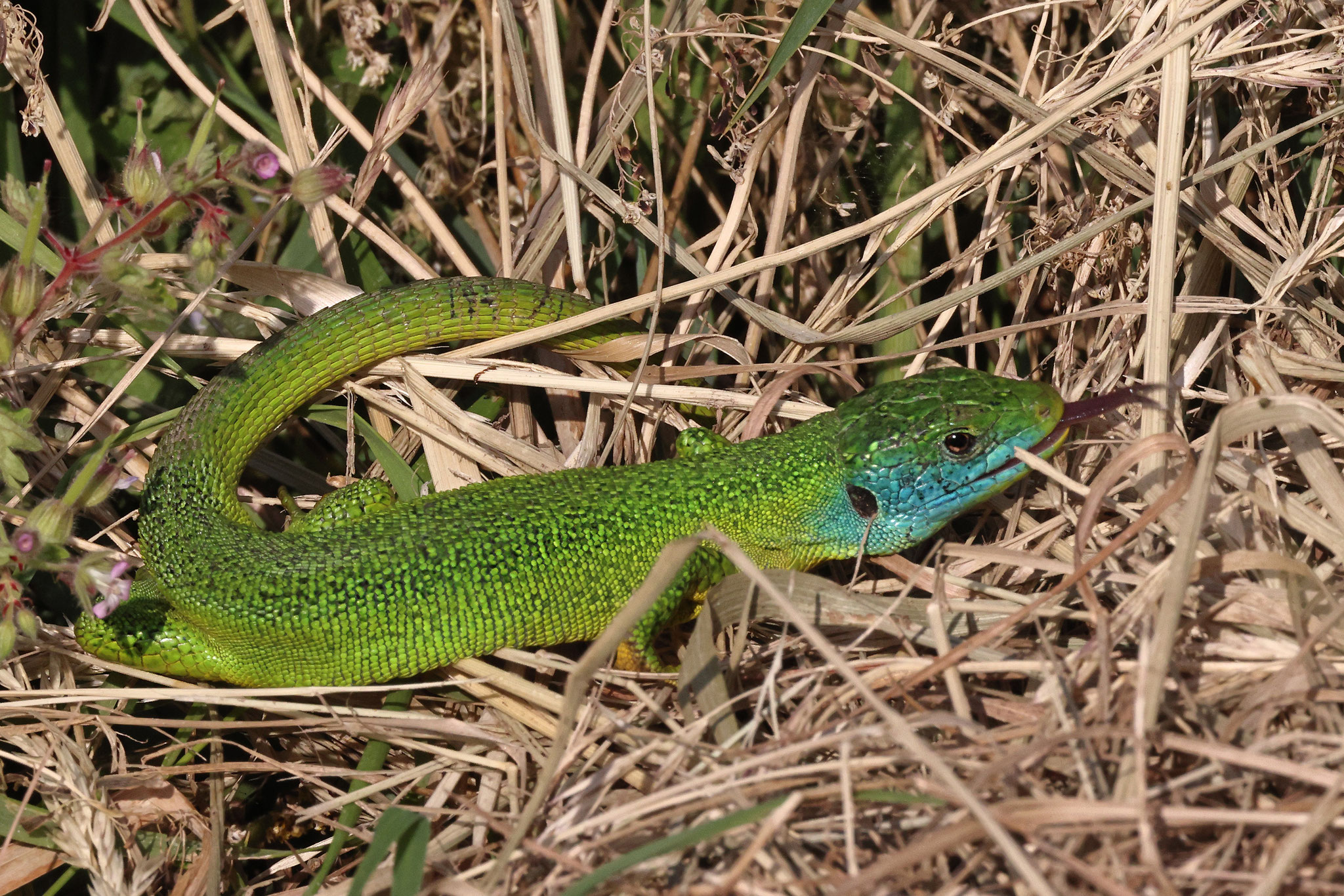 Ein Männchen wärmte sich am frühen Morgen im Gras auf