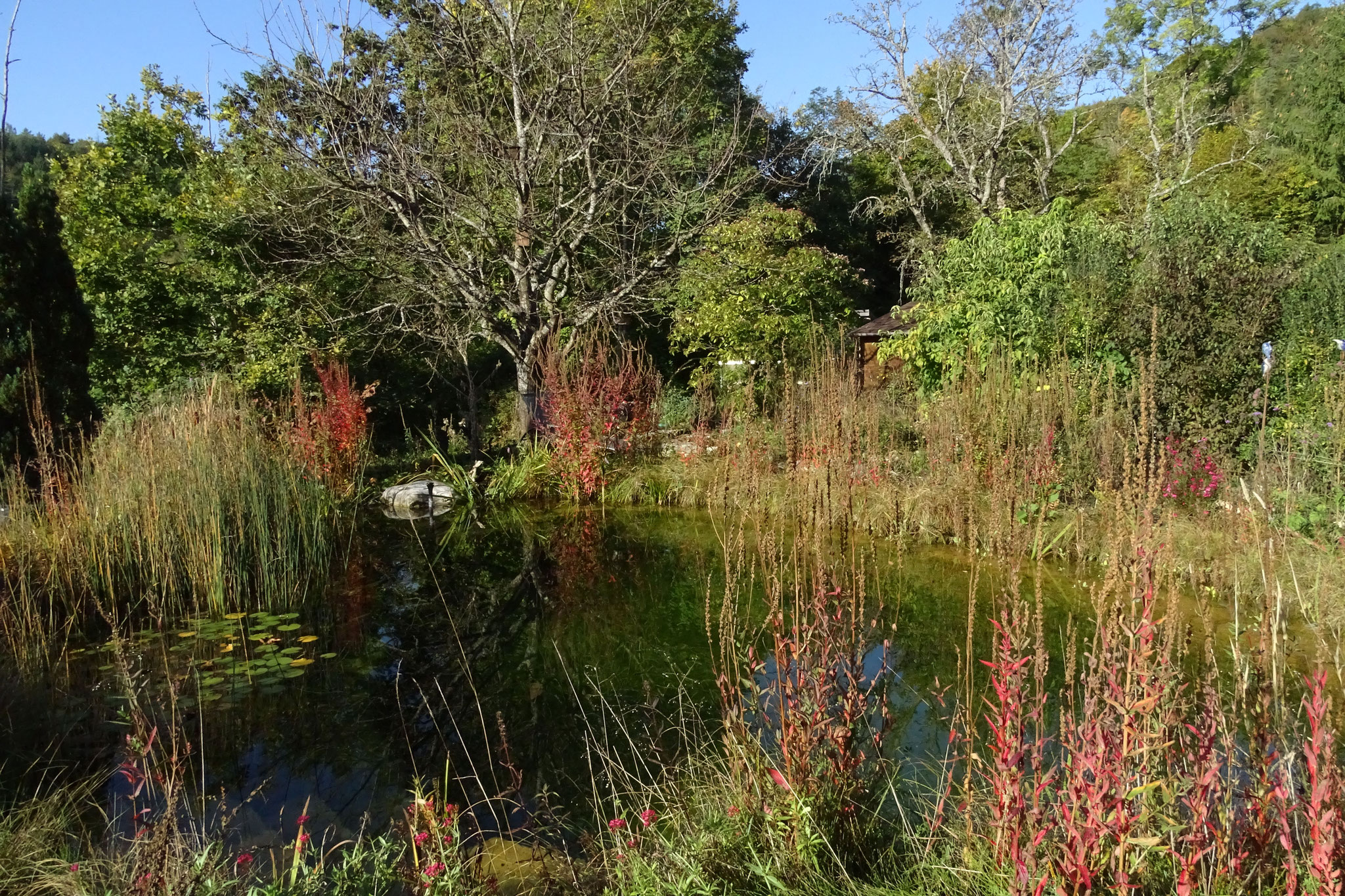 Wenn sich unser naturnahe Garten herbstlich verfärbt ...