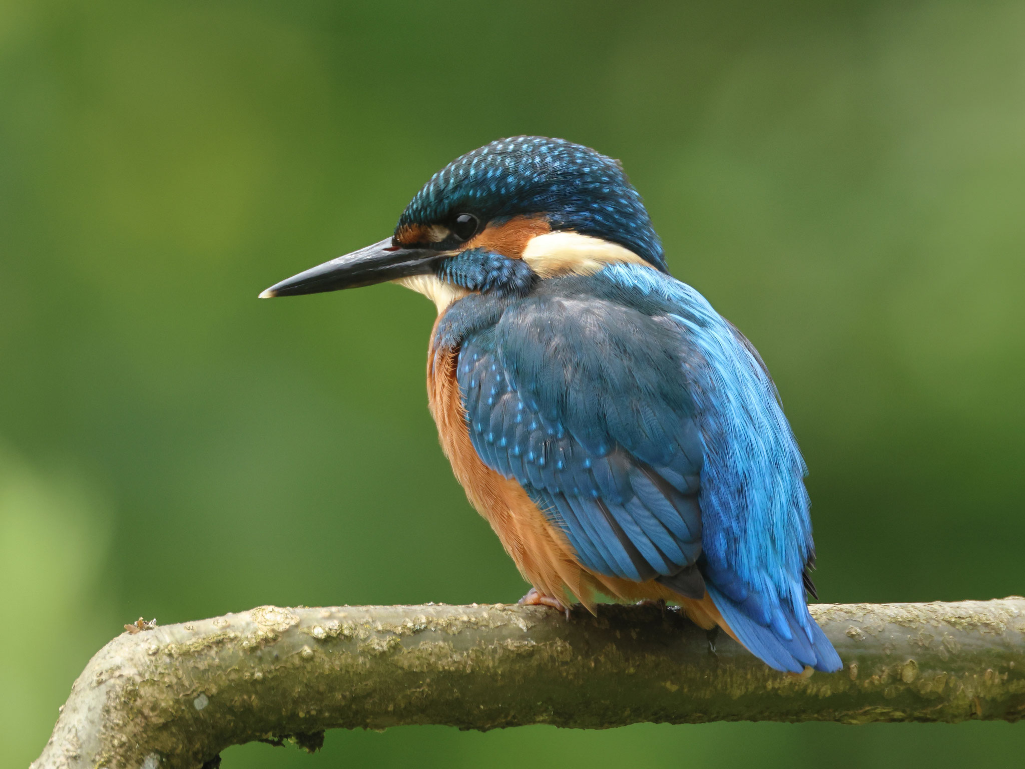 Ein besondere Überraschung erlebten wir am 1. Juni: ein juveniler Eisvogel lauerte am Schwimmteich auf Beute. Manchmal sass er auf einem Ansitzast...