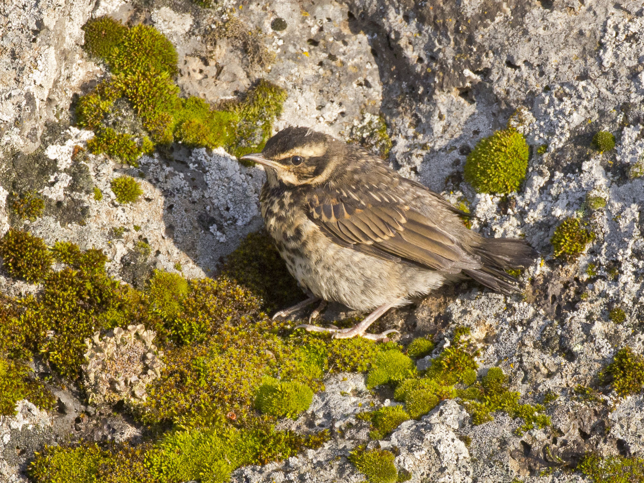 ... von denen jetzt auch oft Jungvögel unterwegs sind