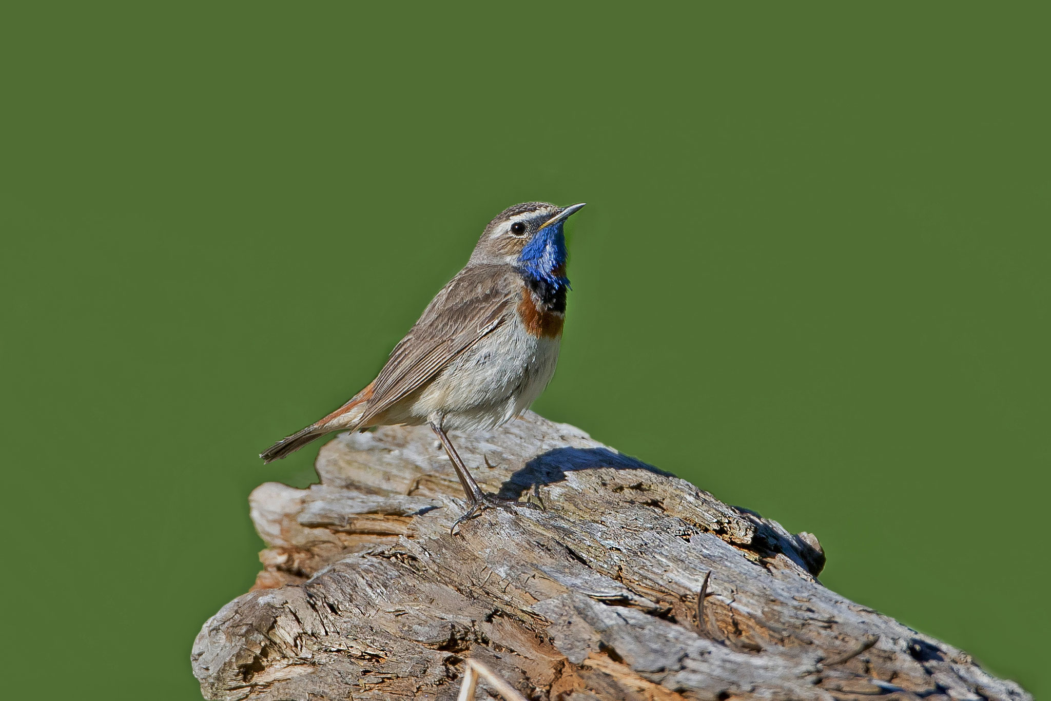 Rotsterniges Blaukehlchen, Schweiz