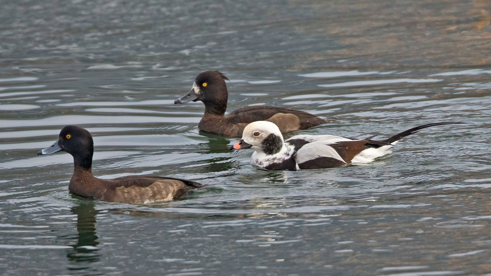 Eisenten-Männchen am 7.12.2020