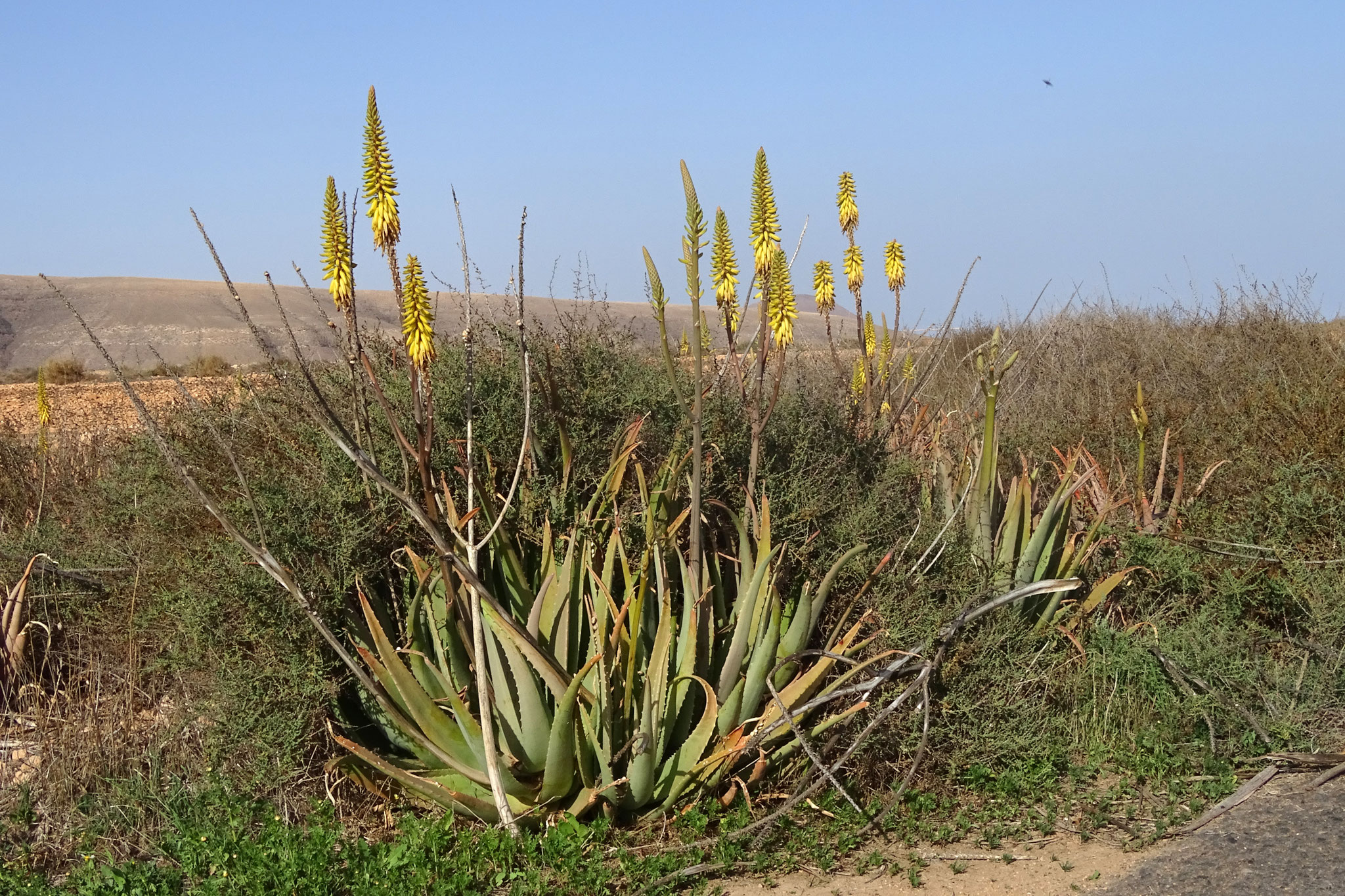 Hier blühen auch einige verwilderte Aloe Vera-Pflanzen, normalerweise stehen diese in Kulturen in Reih und Glied