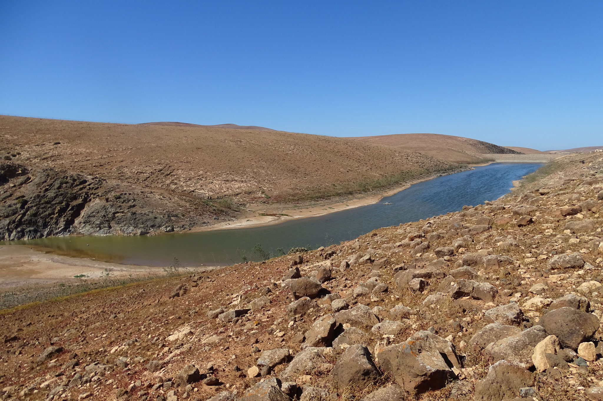 ... zum Los Molinos-Stausee (endlich mal Süsswasser!) wo wir einige Limikolen sowie 3 Löffler beobachten (aber in weiter Distanz)