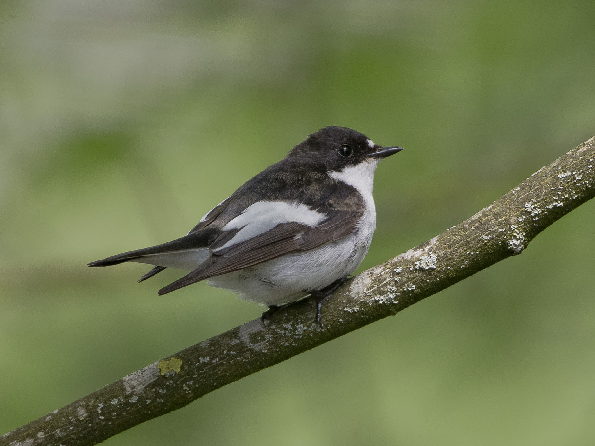 Trauerschnäpper-Männchen an der Aarepromenade in Brugg